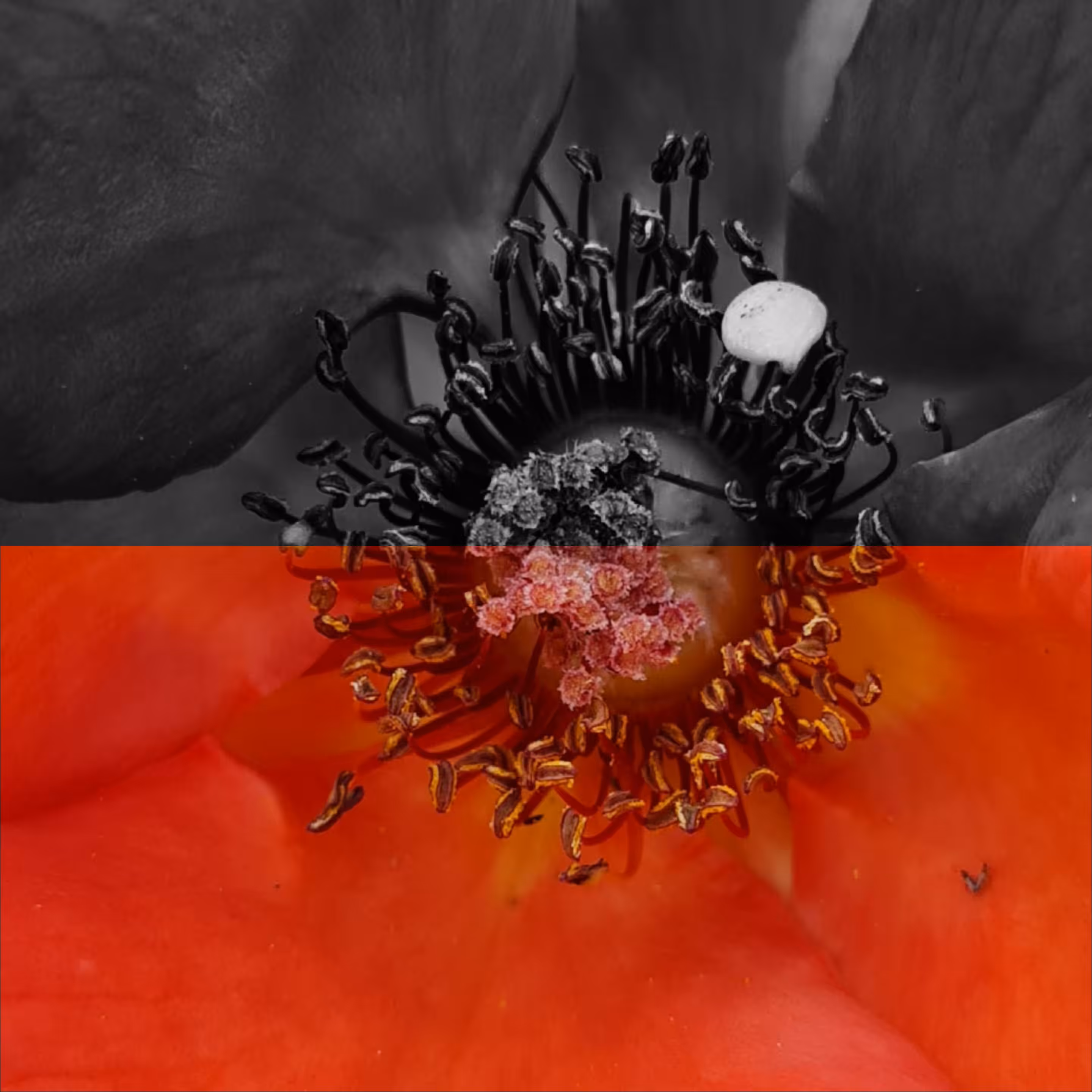 Orange rose