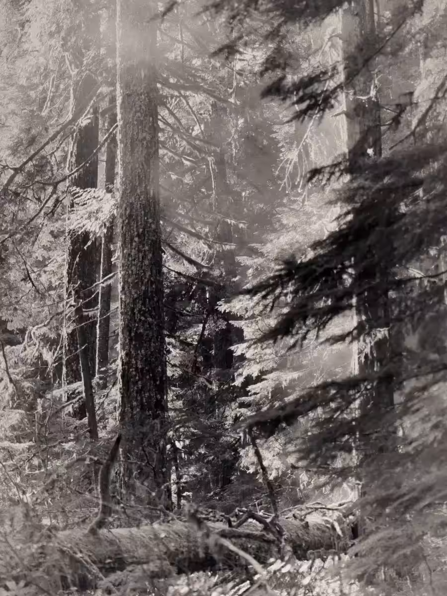 Rodeo posts: Forest Bathing