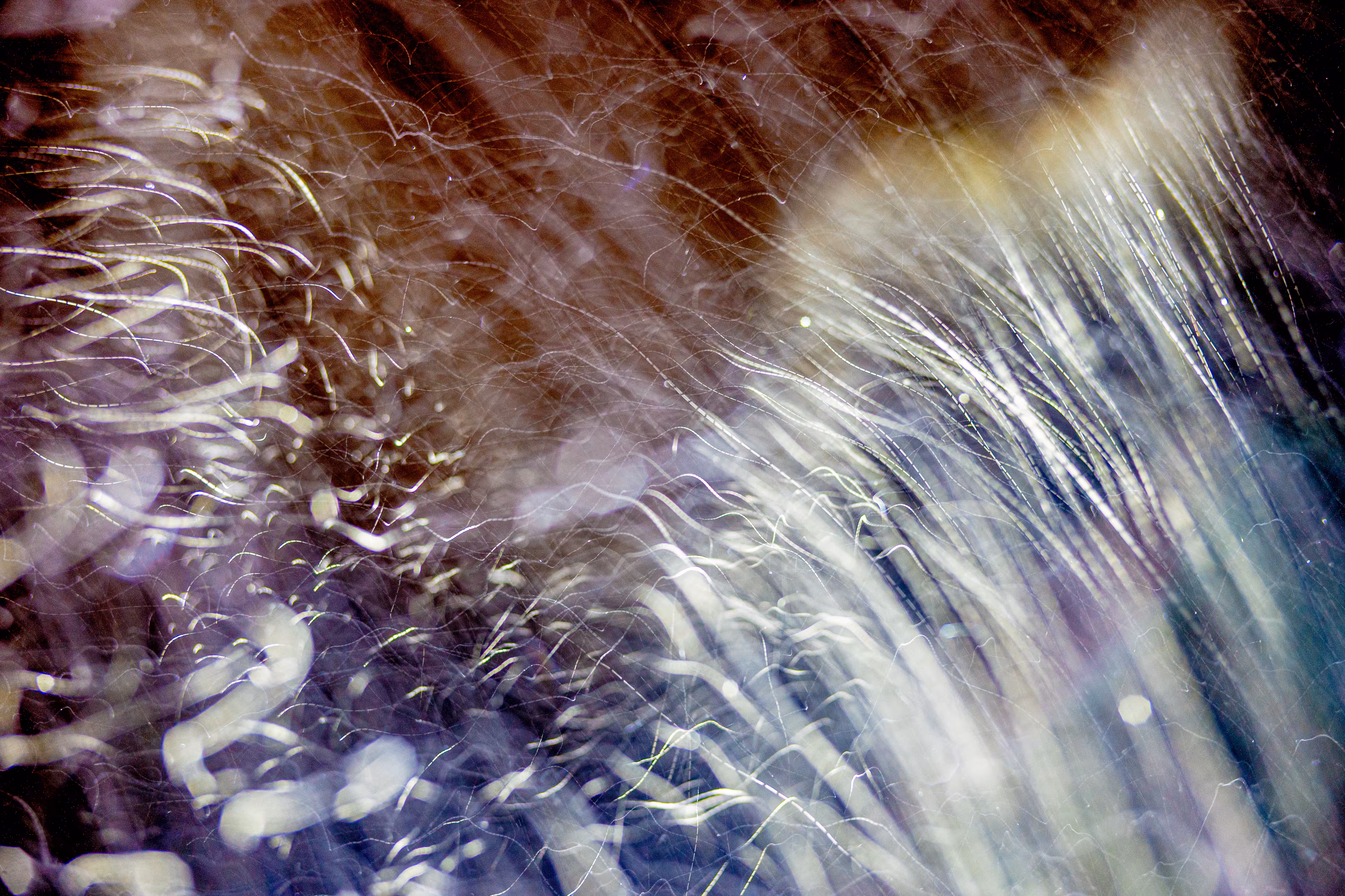 GISELXLIGHTSLURRY: L1210364 : An omen of the skies