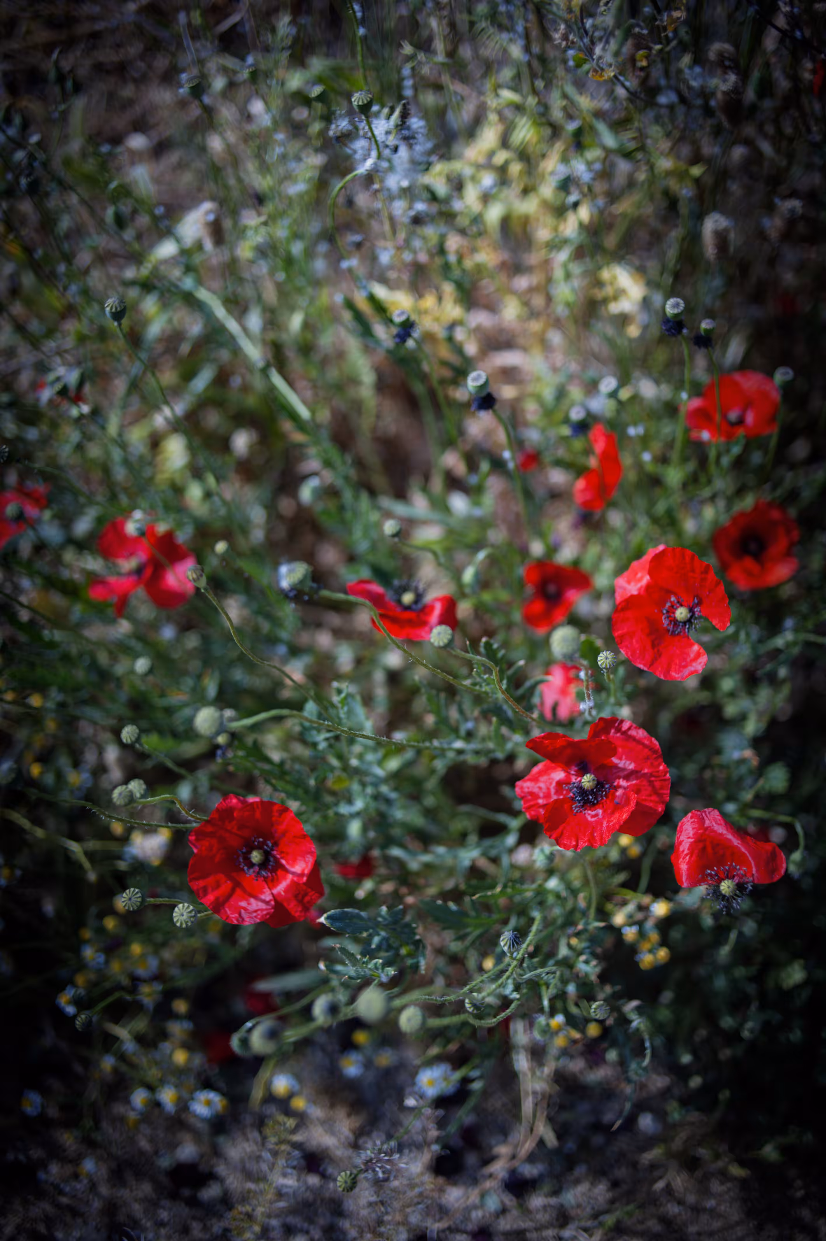 Red Poppies