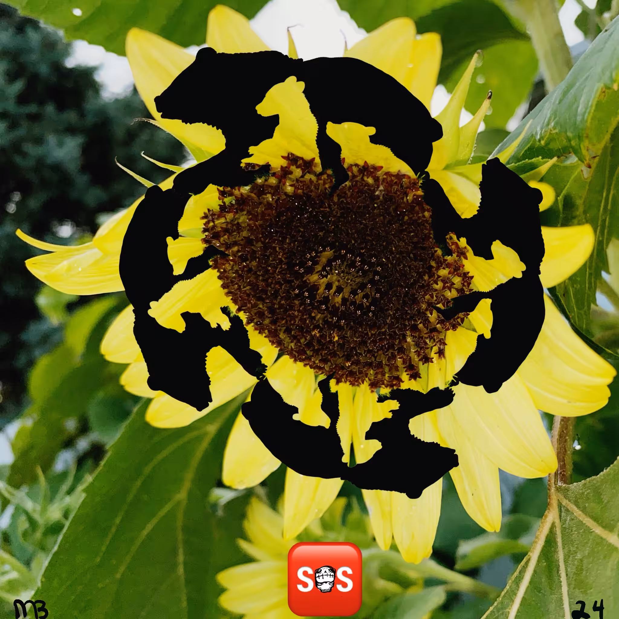Jays Sunflower 