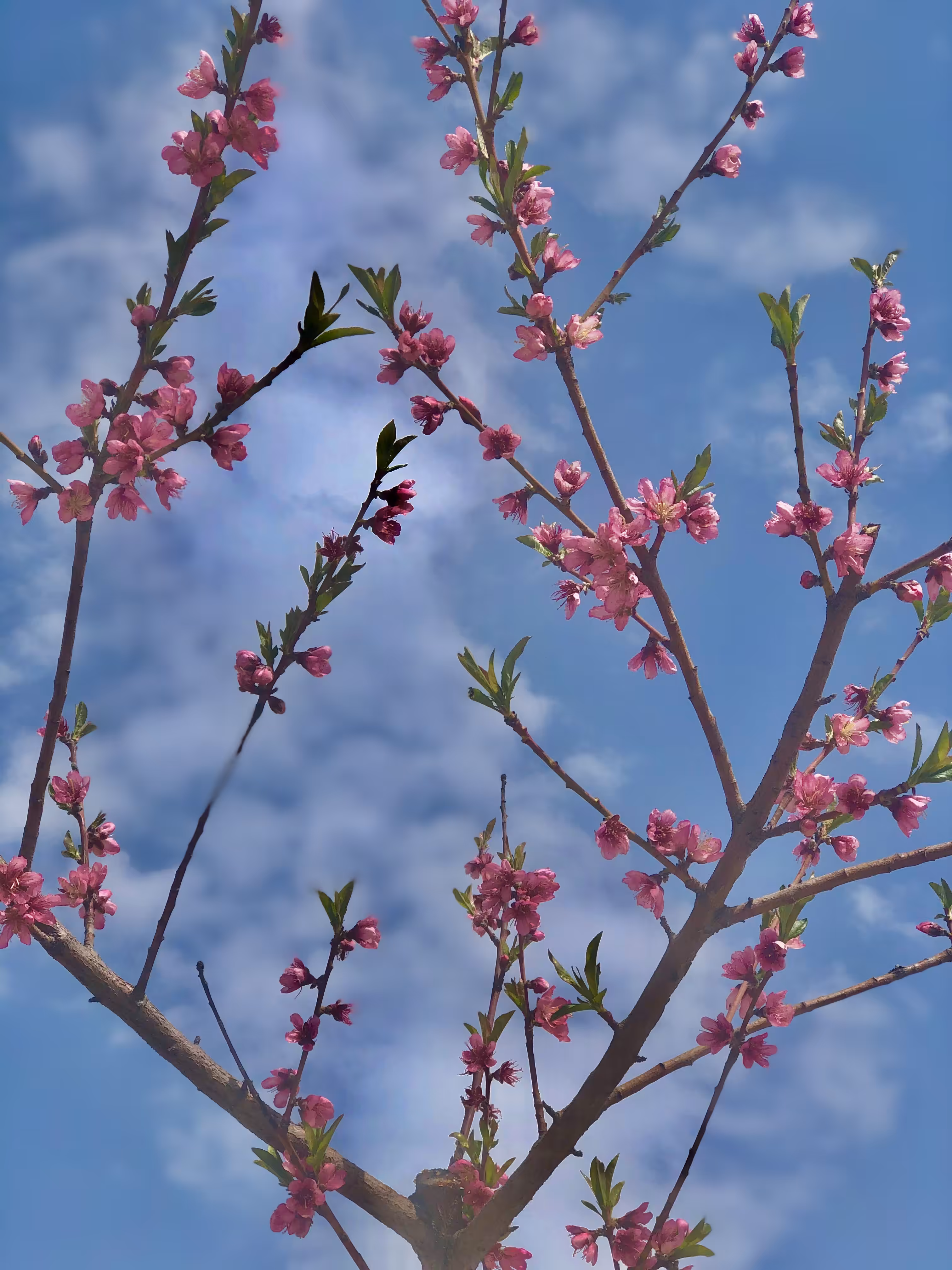 Spring 