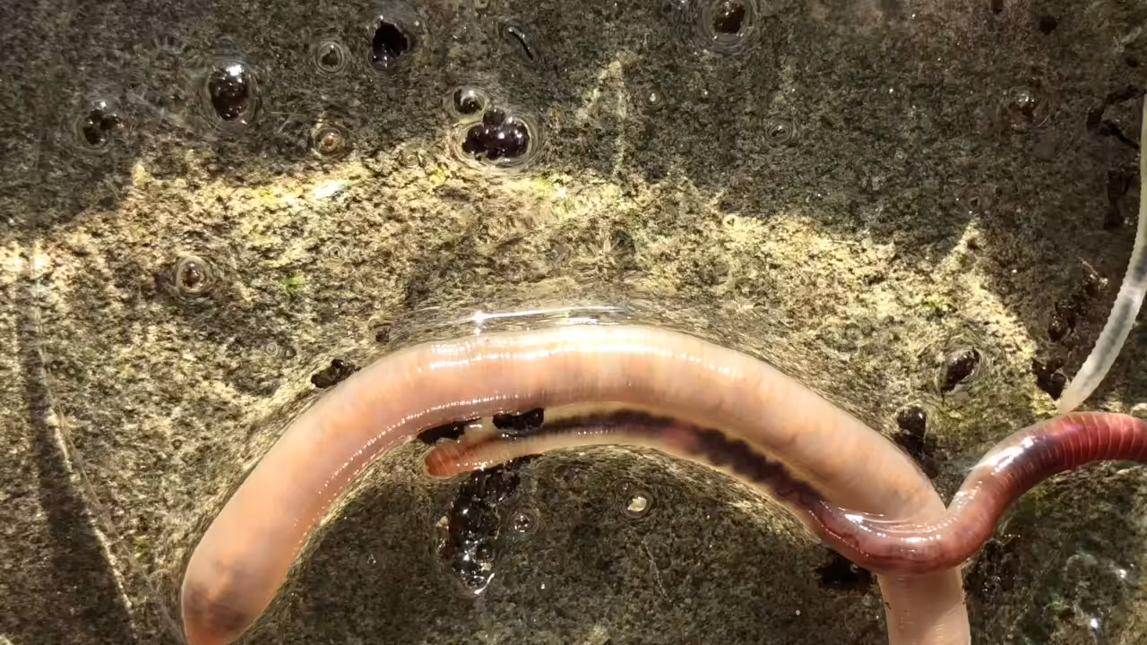 Invertebrate Study No. 1