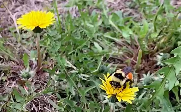Bumbling