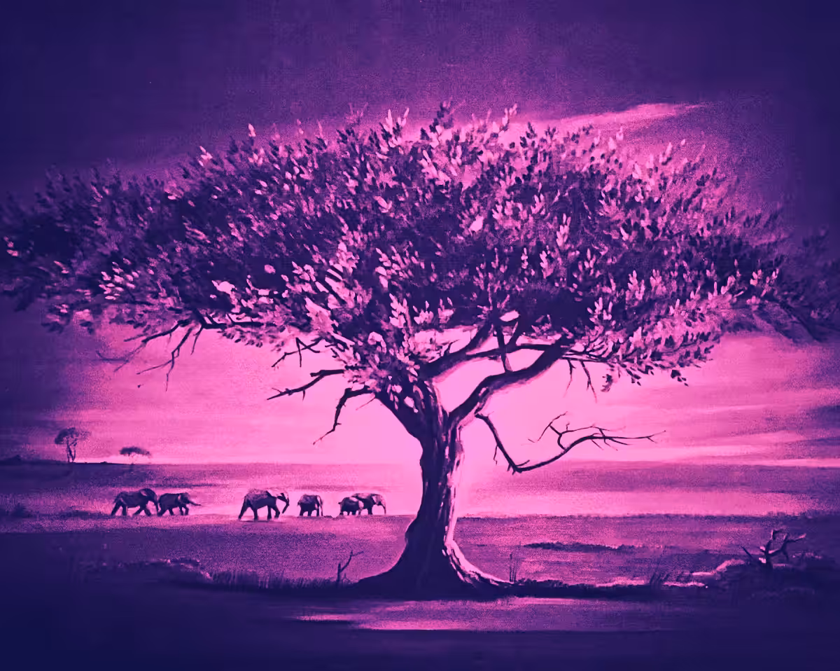 The Acacia Tree