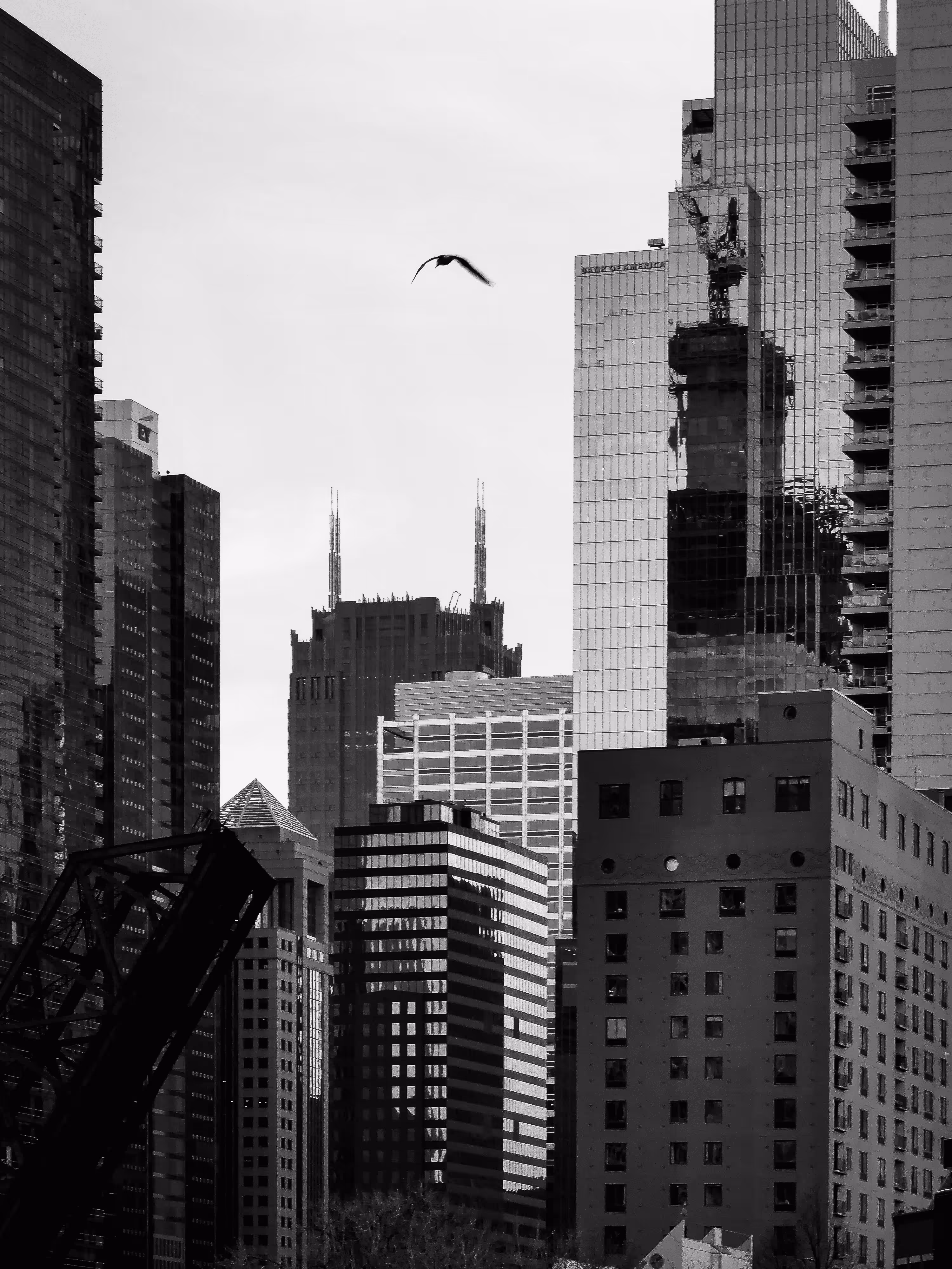 concrete jungle