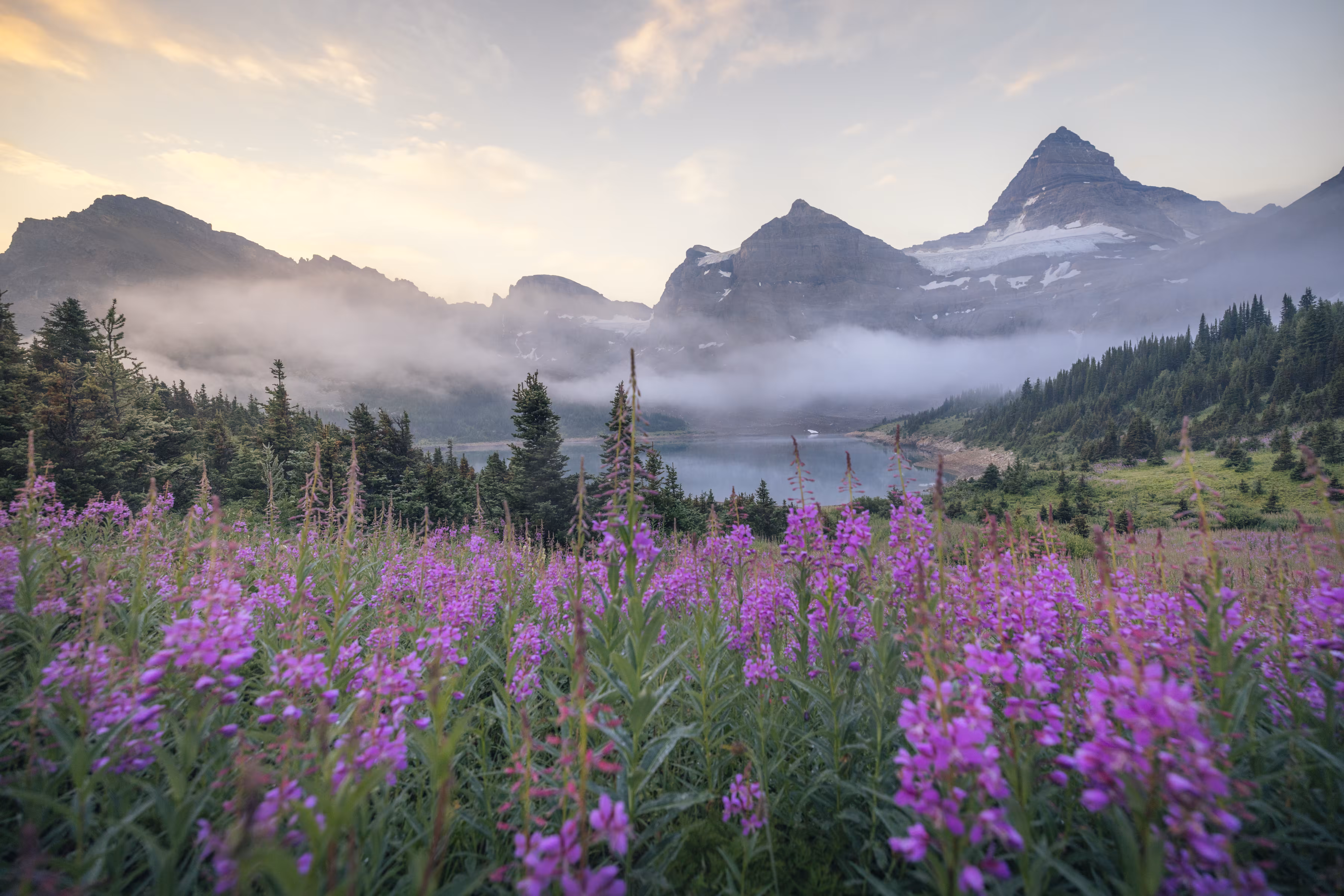 Flowers and Fog