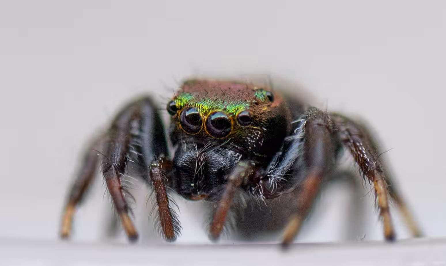 Jumper spider
