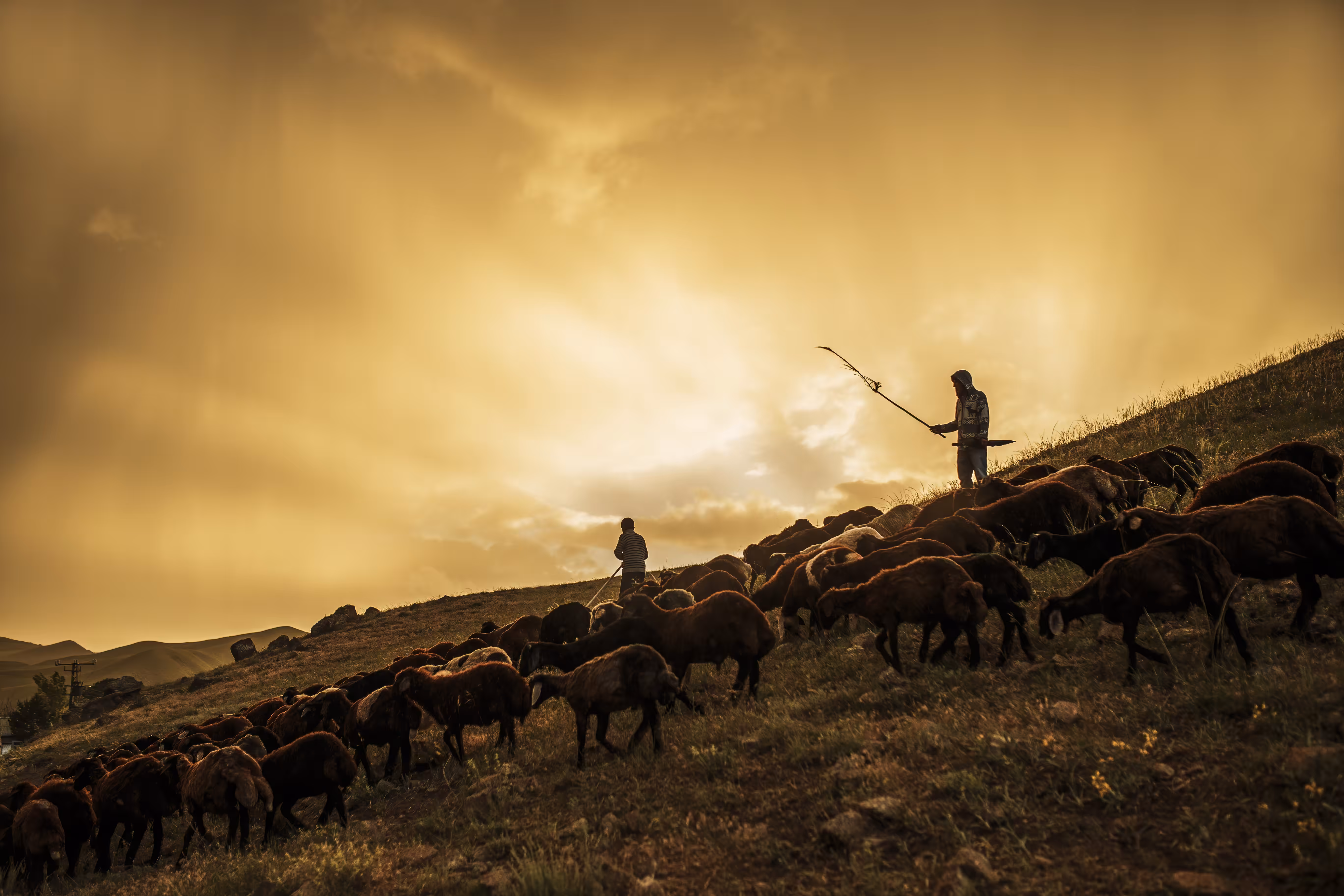 JOURNEY IN THE GOLDEN