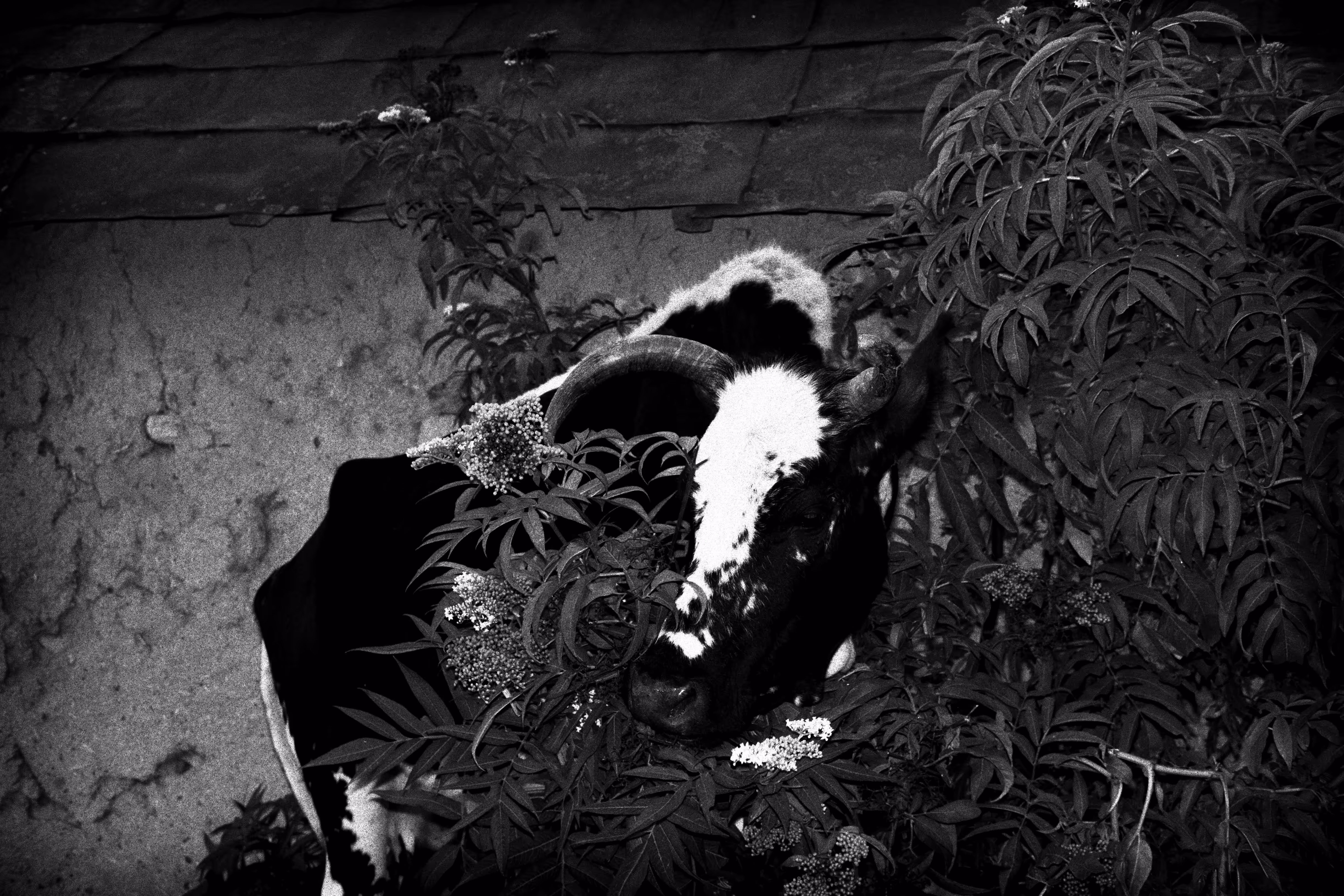 A cow in love, lost & alone
