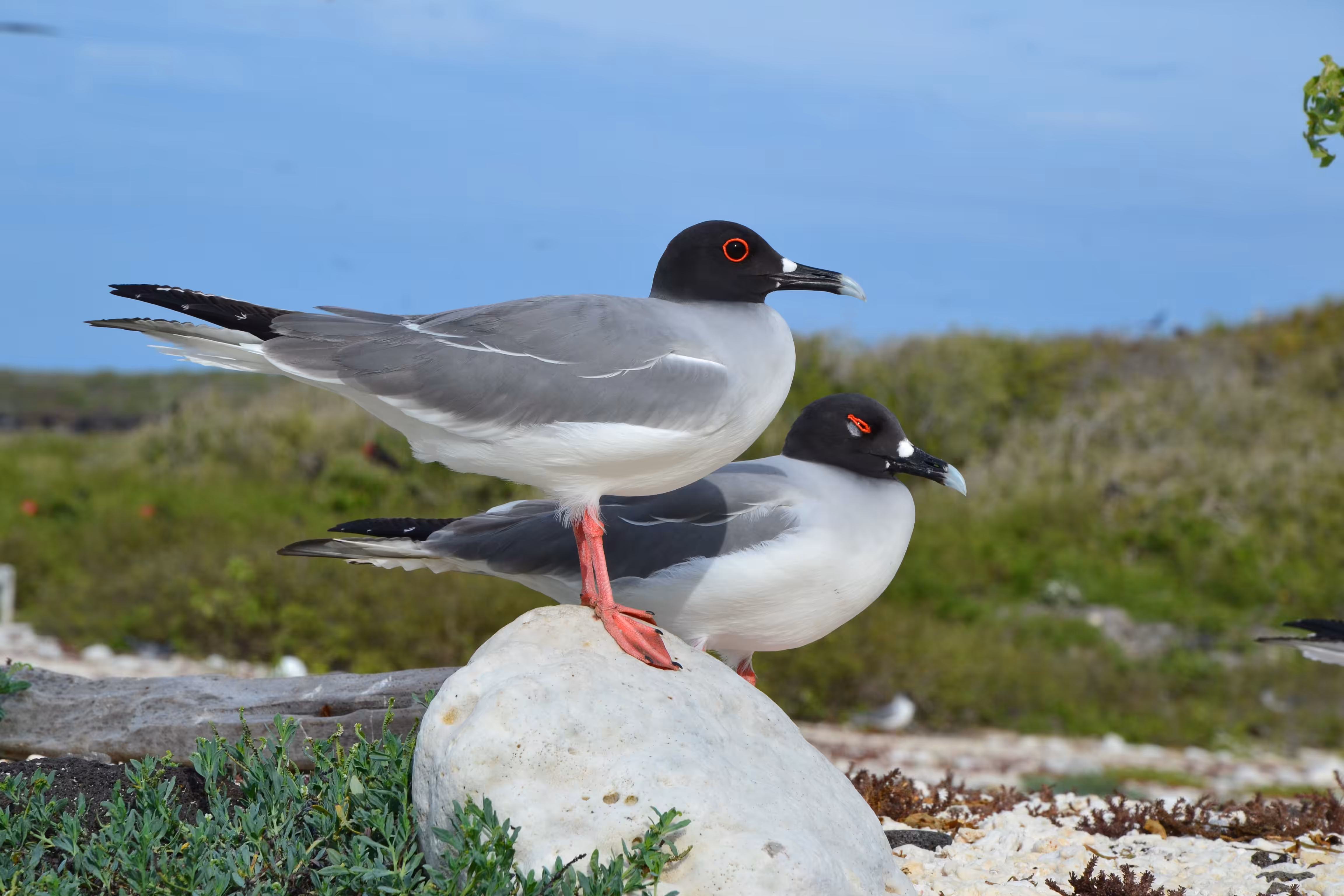 Swallow-tailed gull