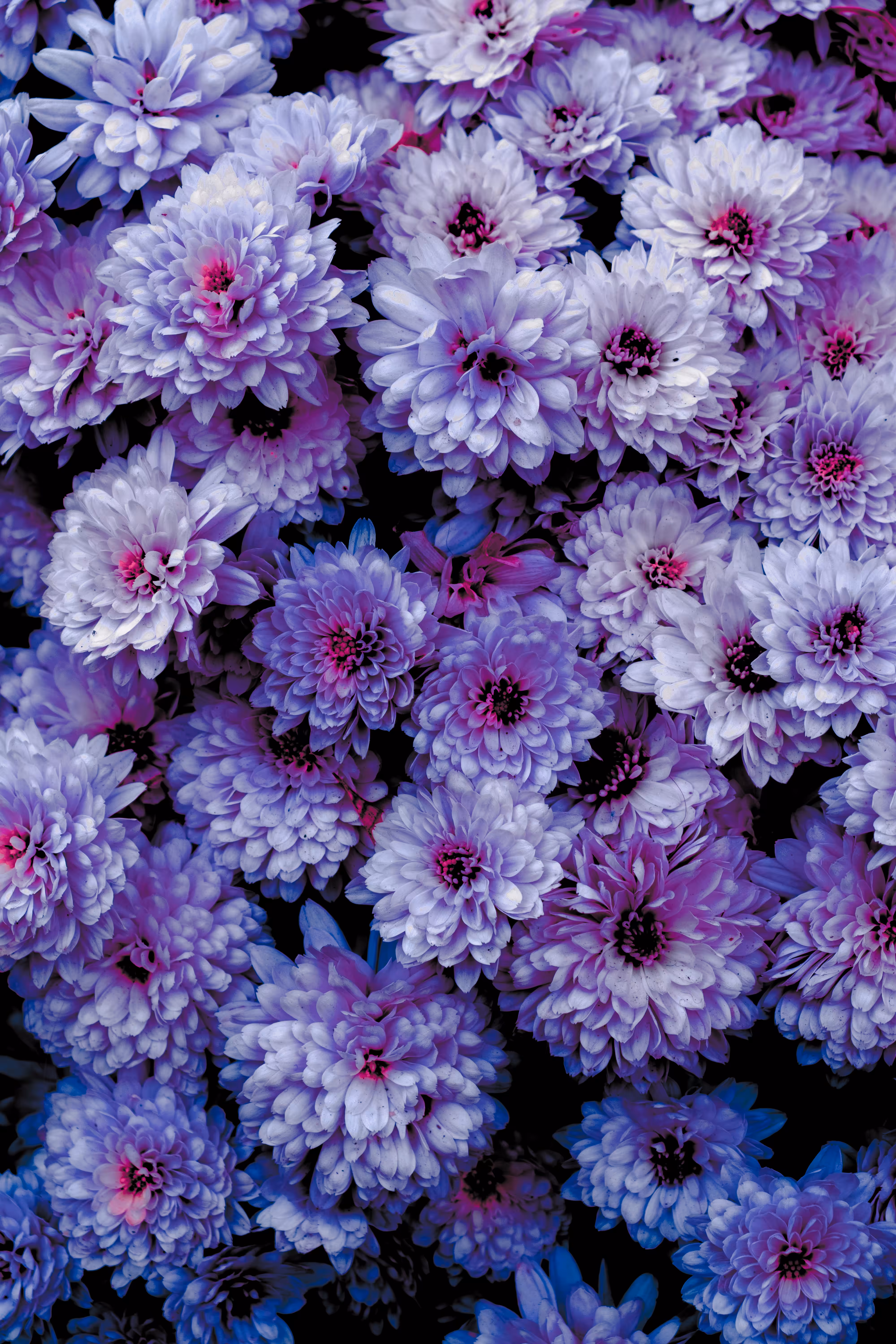 FlowerField • 1