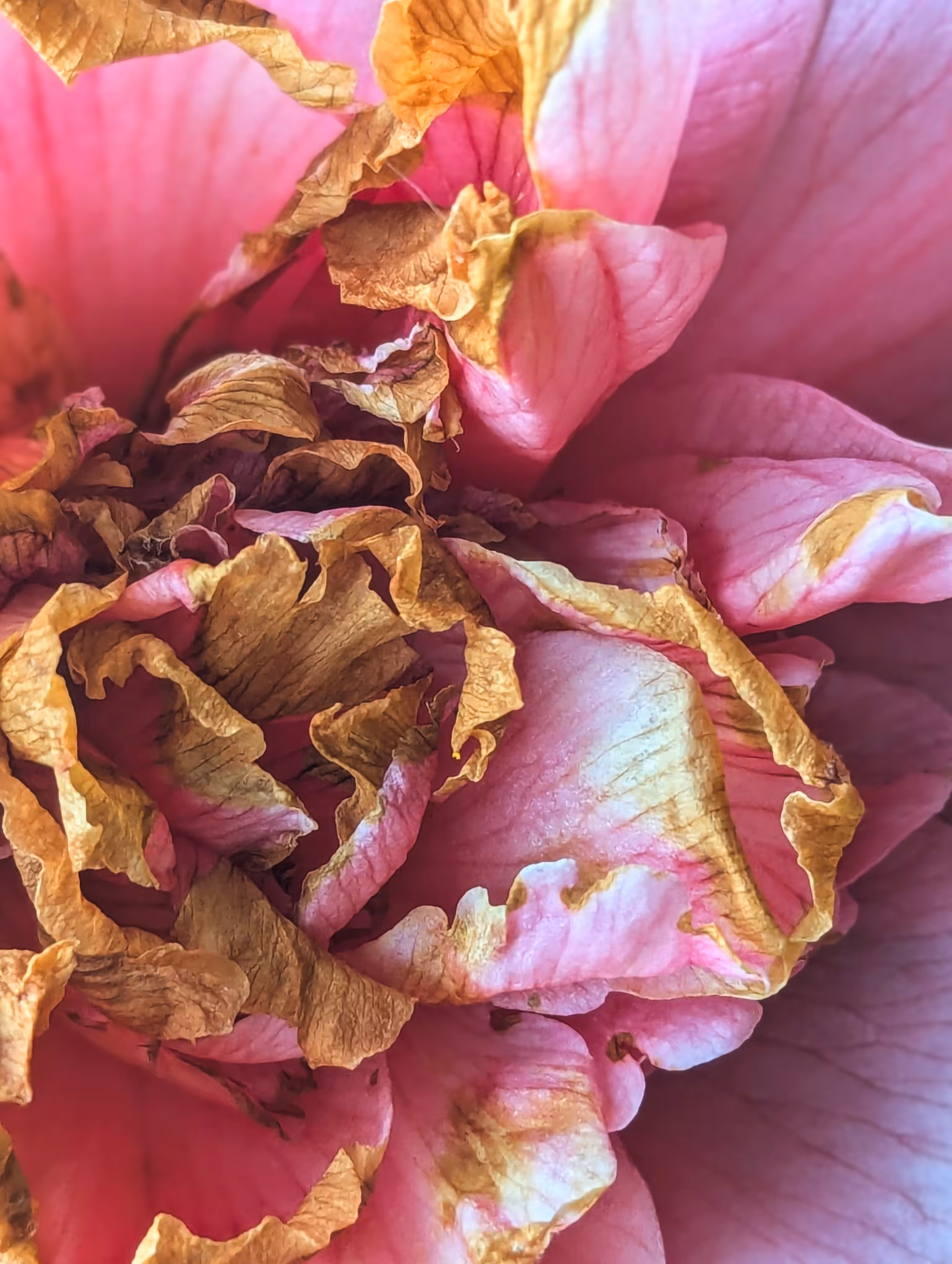 gilt-edged petals