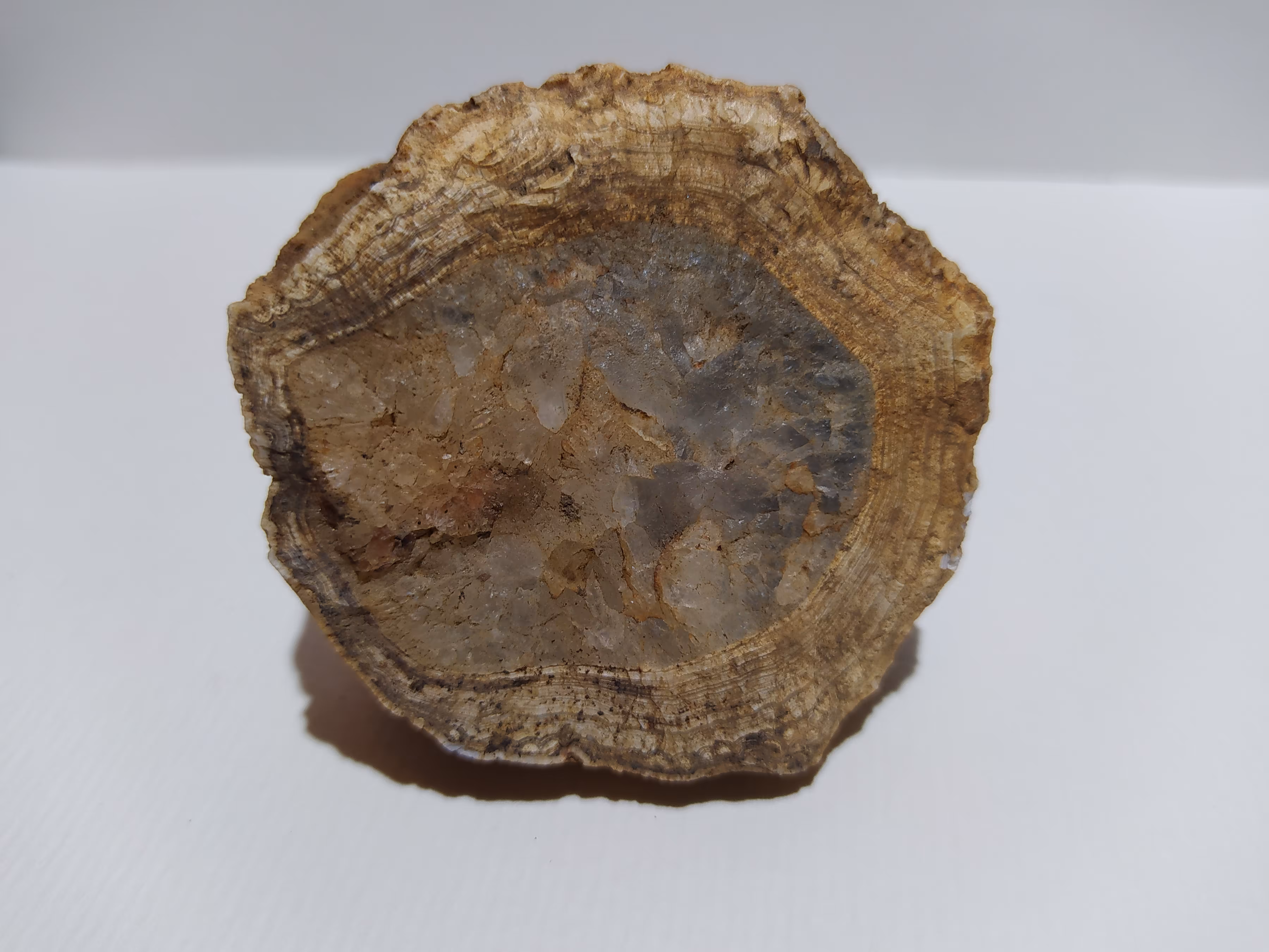 Cthulucene Fossils