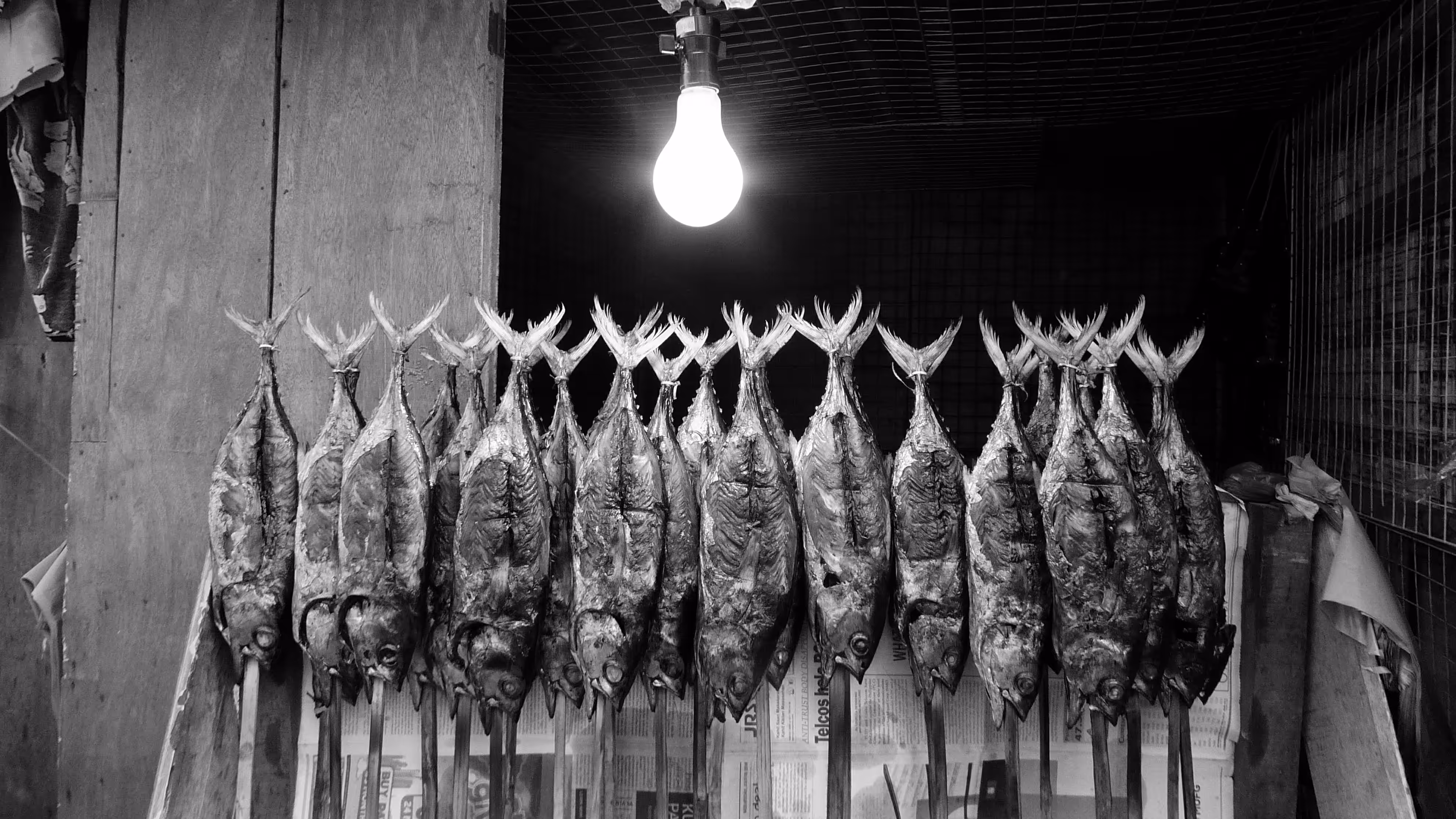 Light Fish