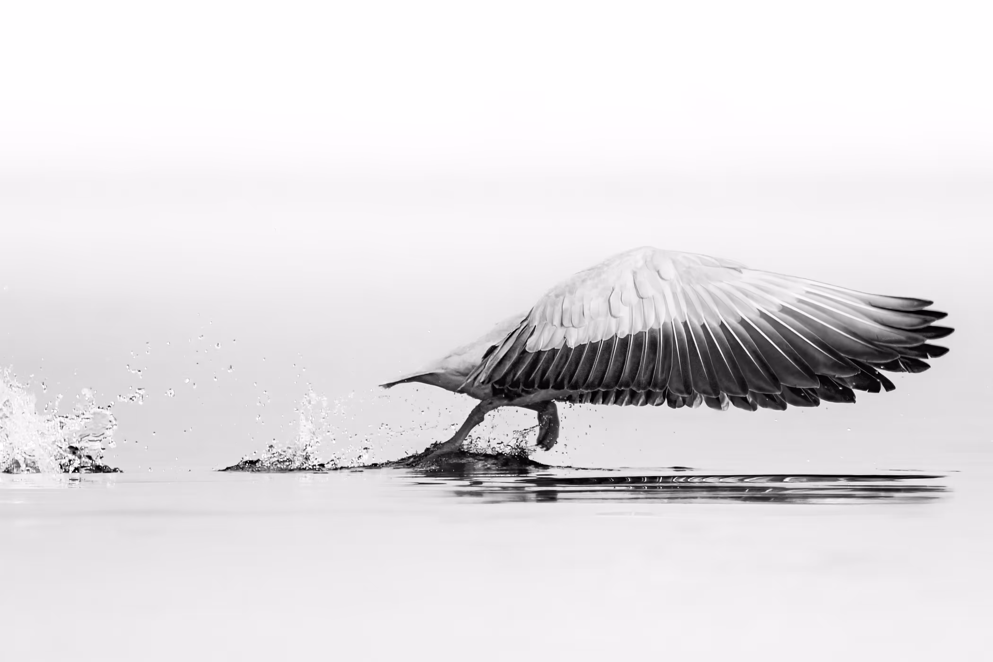 Wings