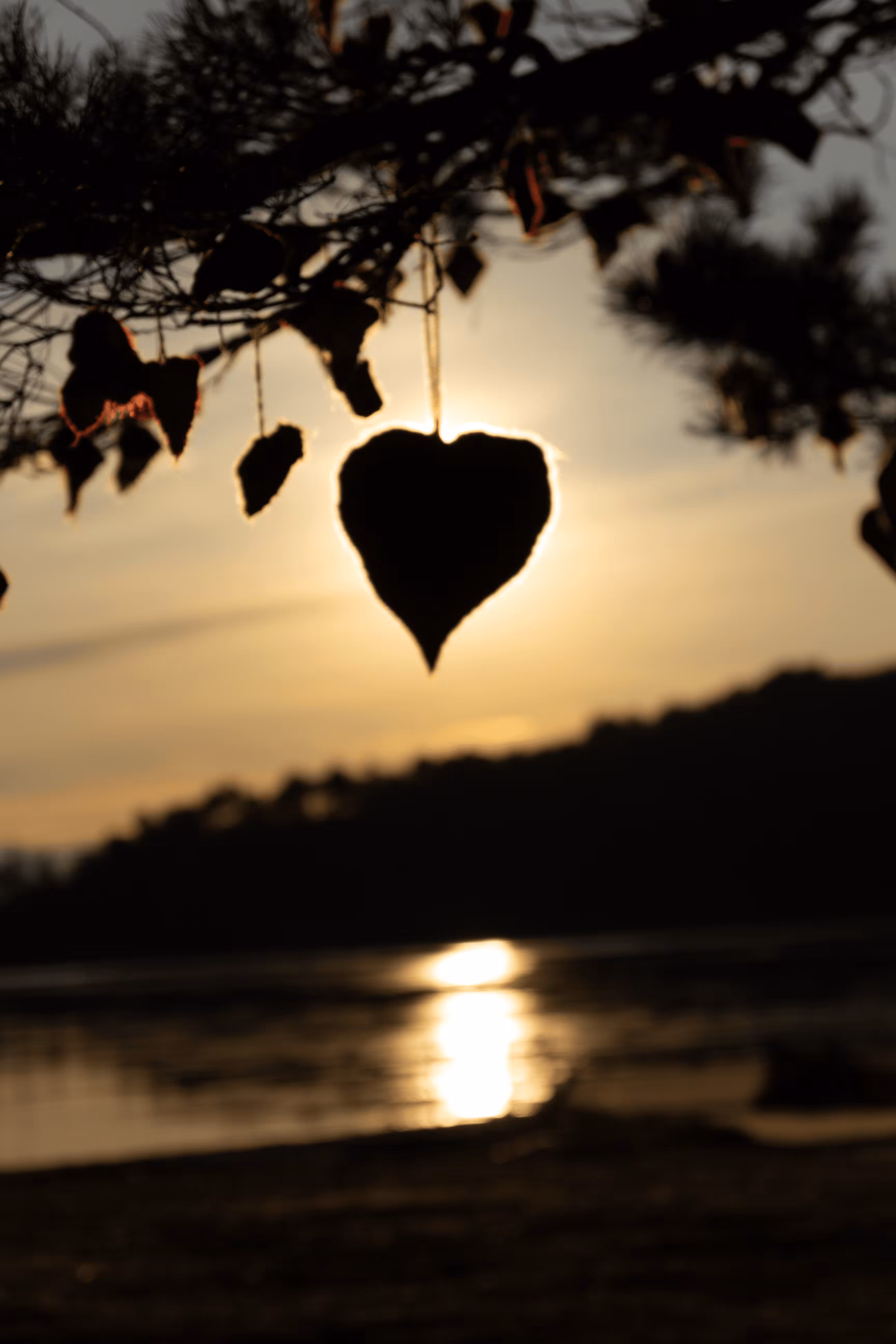 Road To Nature #16 - The Lonely Heart