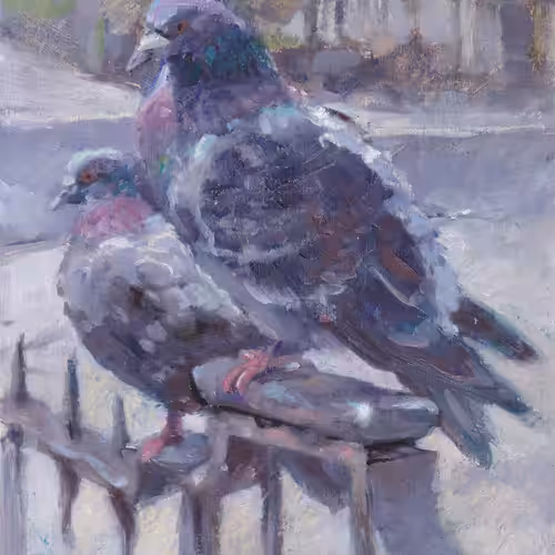 Pigeons At Kirkgate
