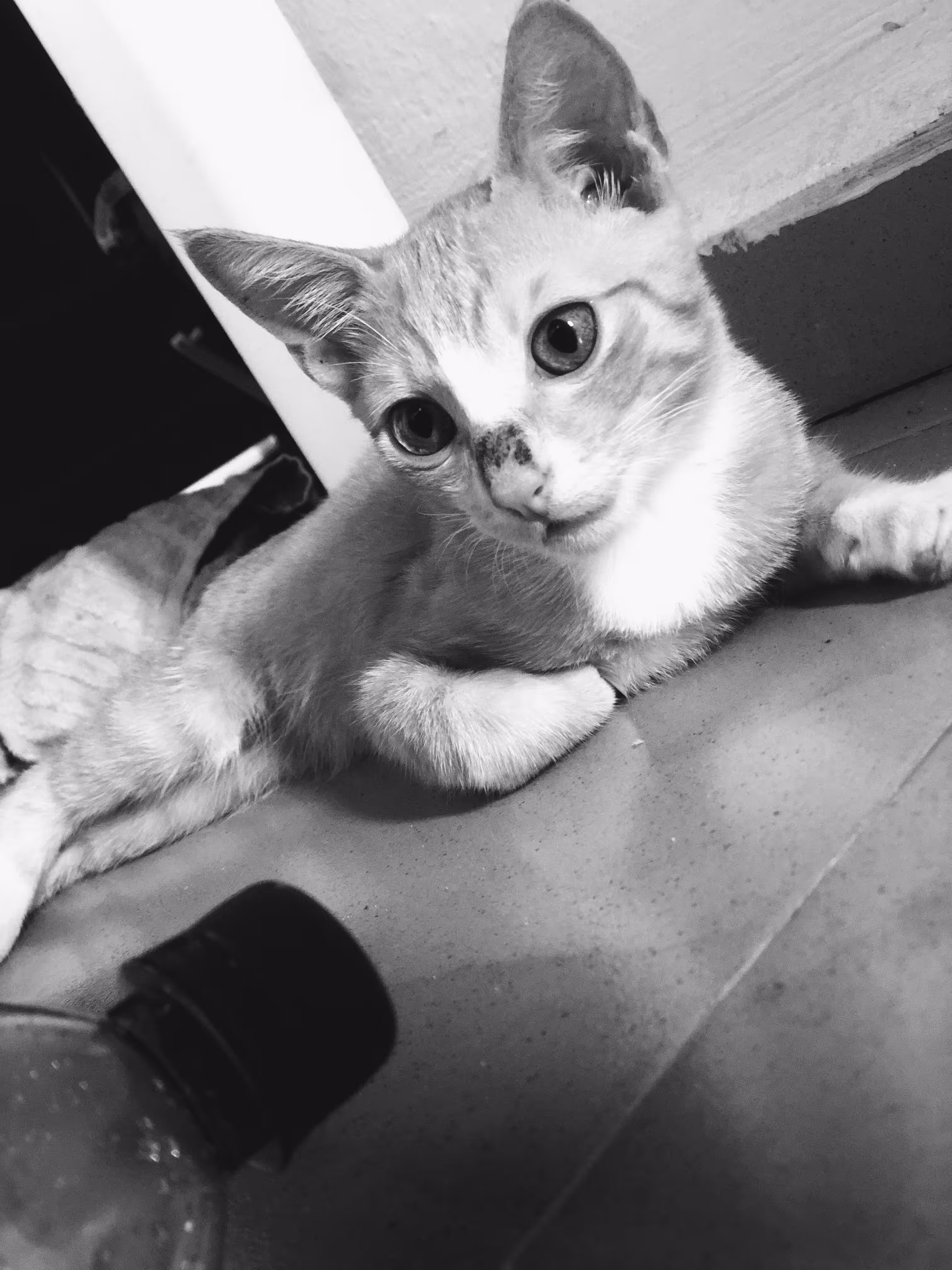 The heart of a cat
