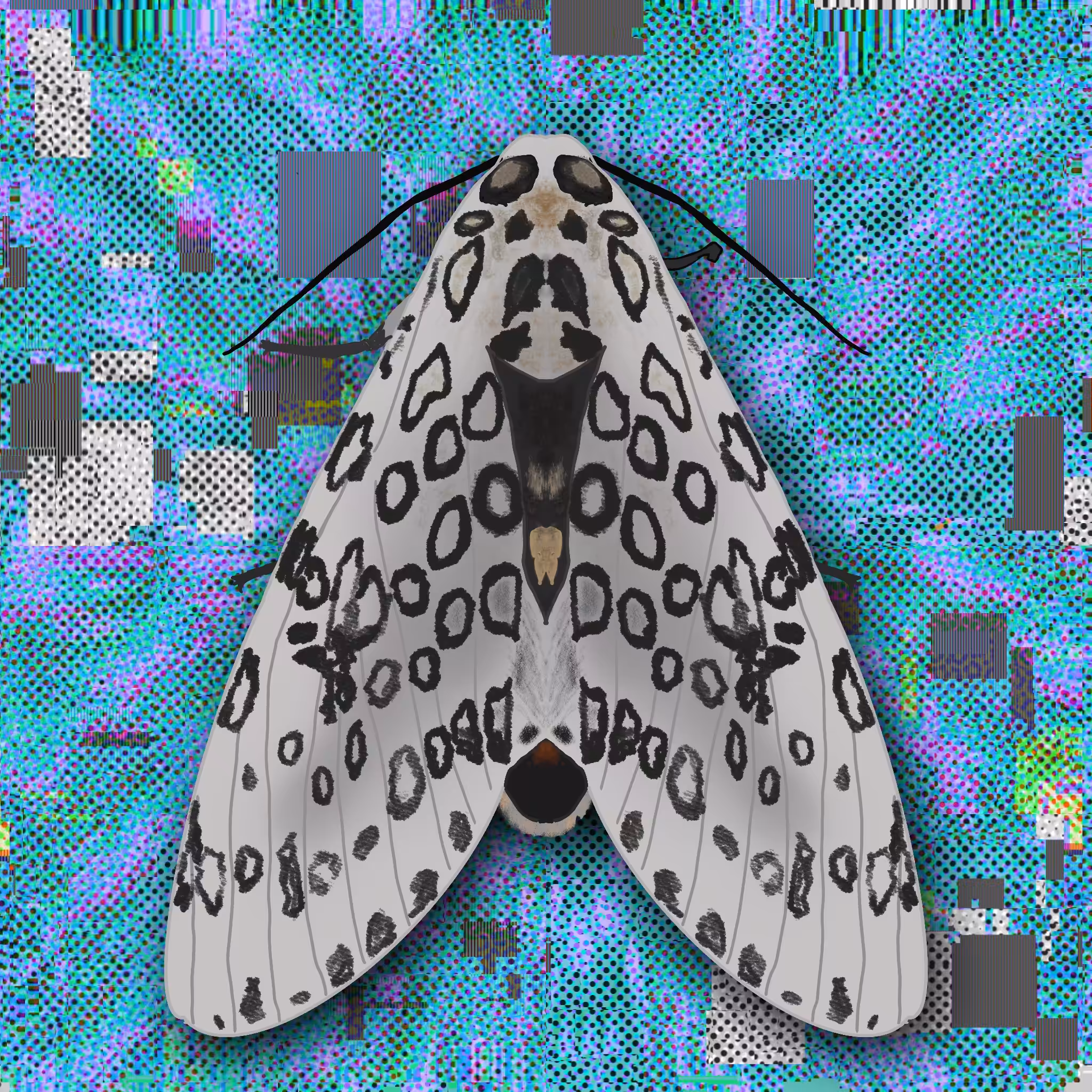 Giant Leopard Moth #tezos4tezos