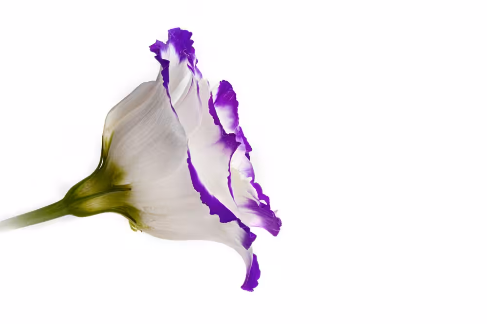 Lisianthus grandiflorum