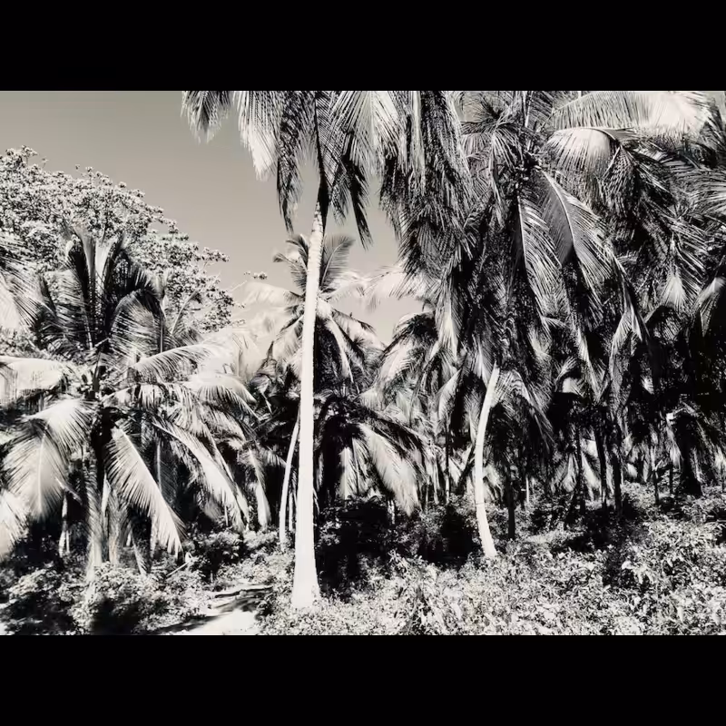 Palms (2022) #8