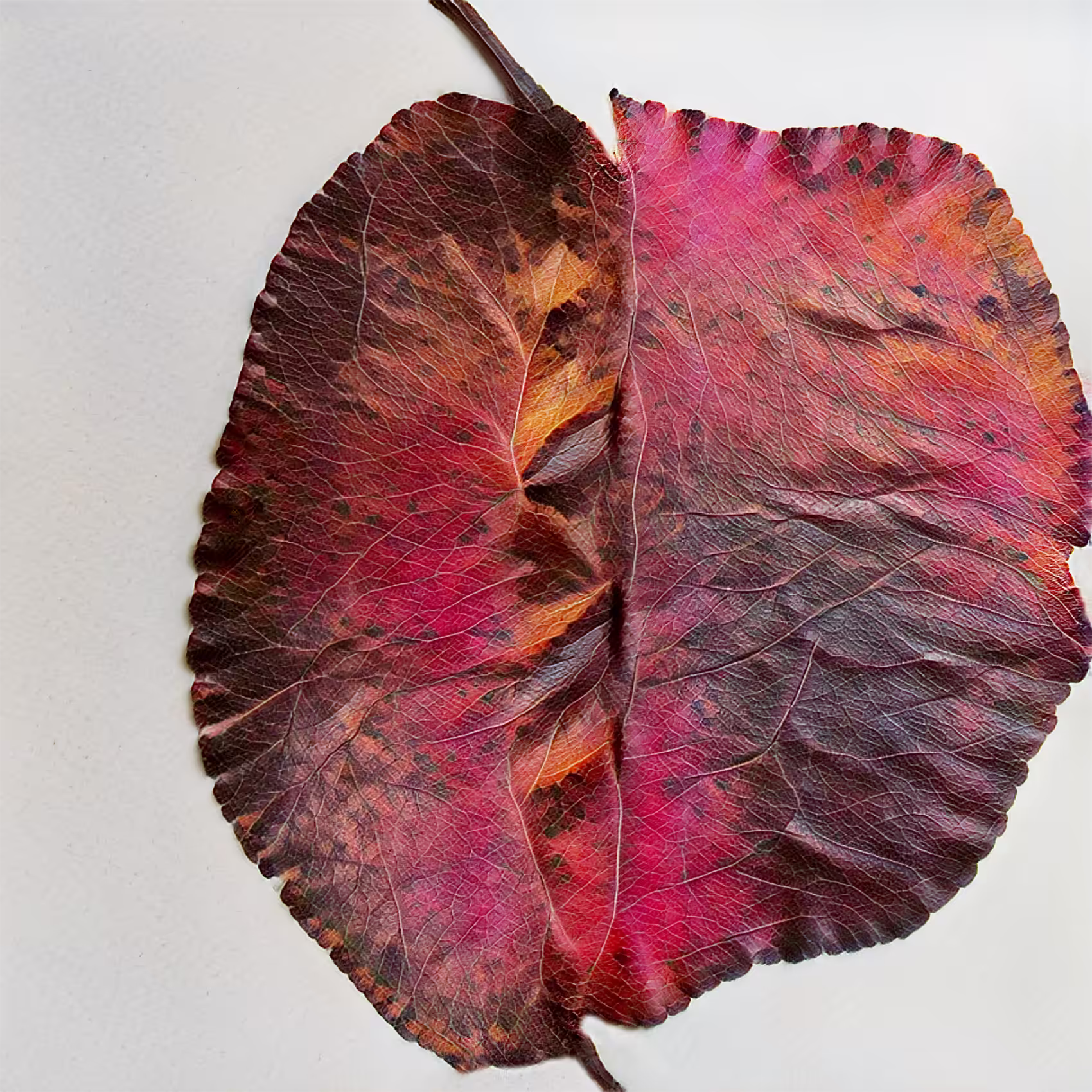 Leaves of Manifold: Pleated No Contest