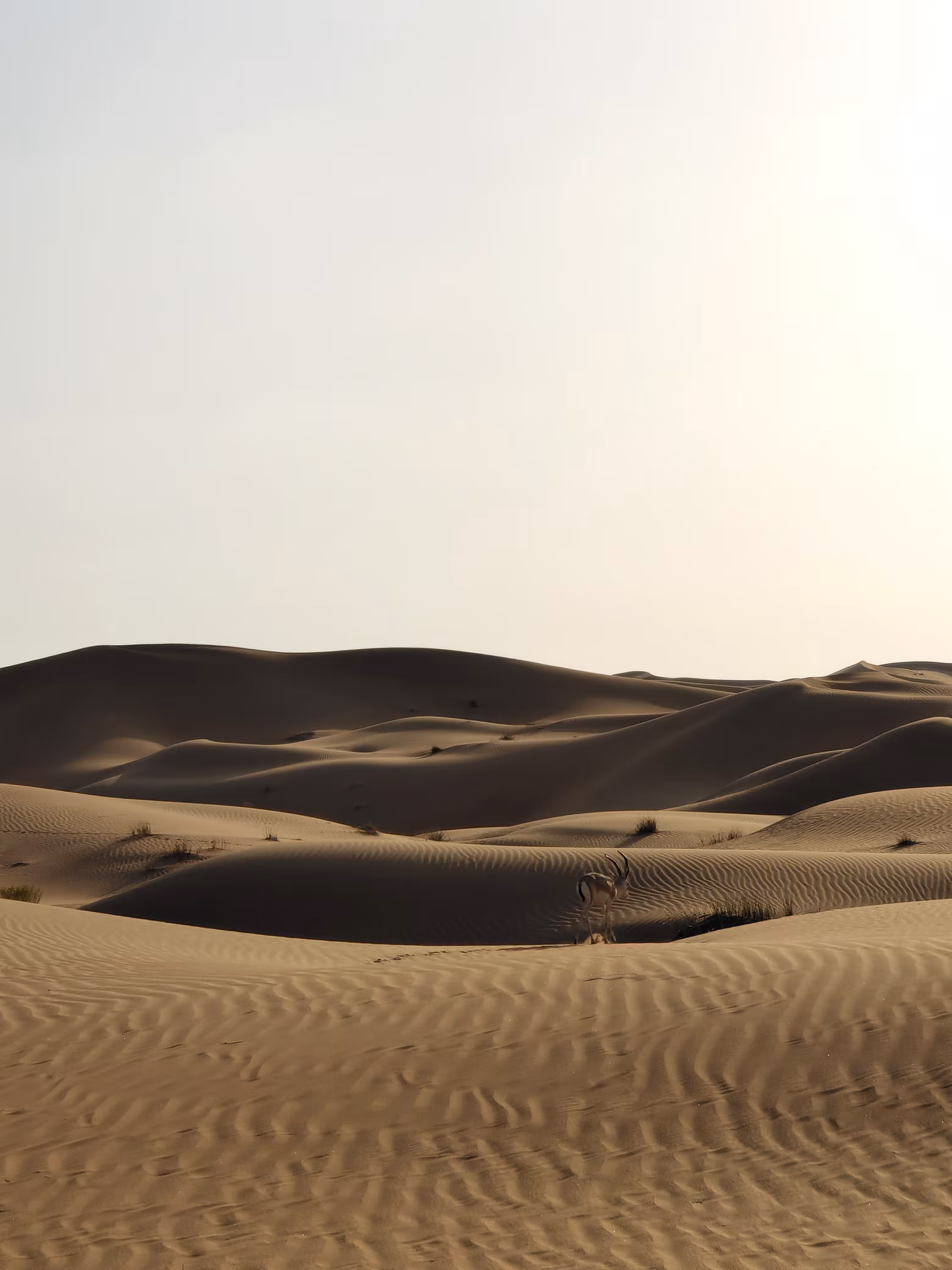 Baby gazelle in desert