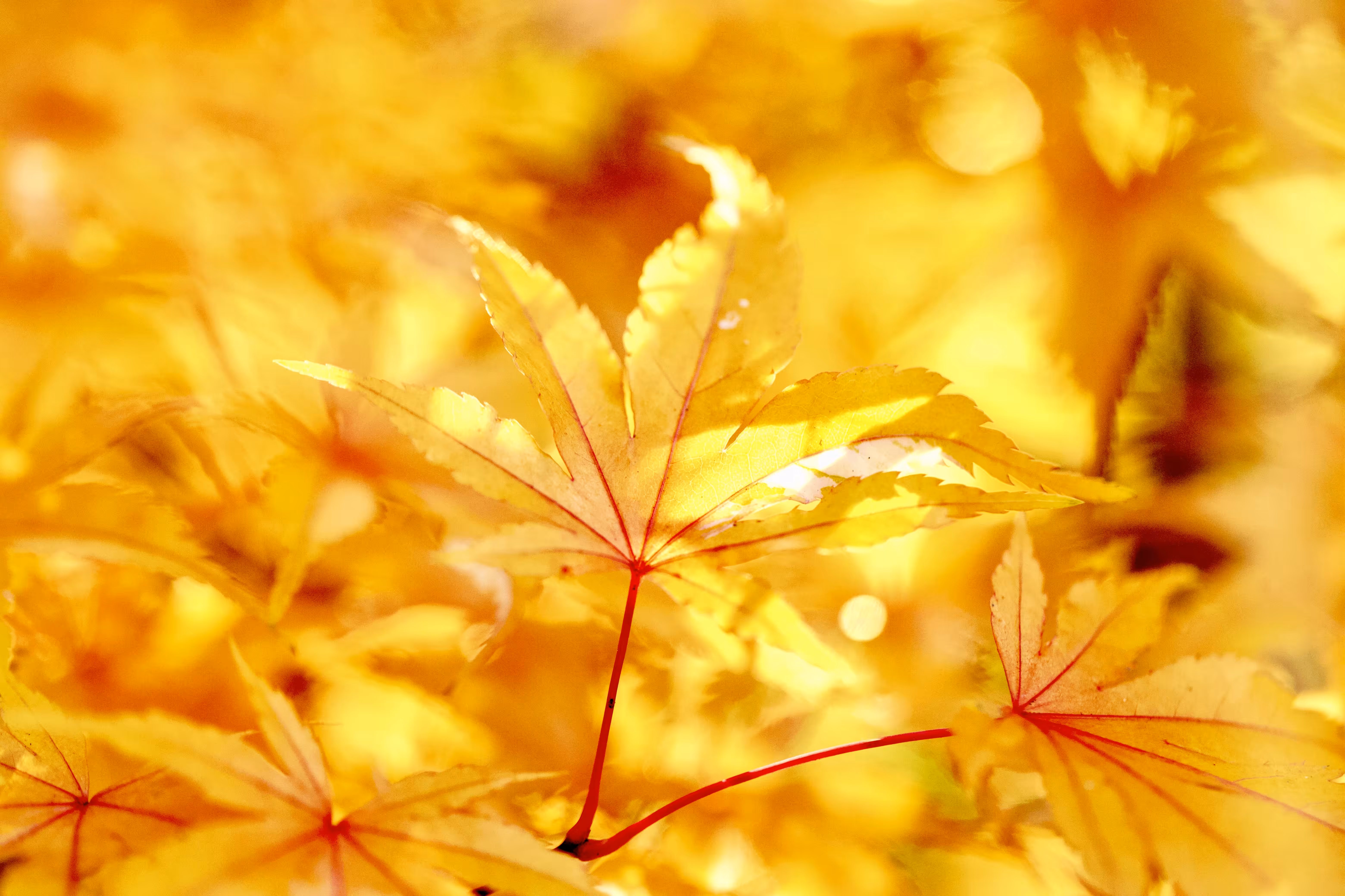 Golden Sun
