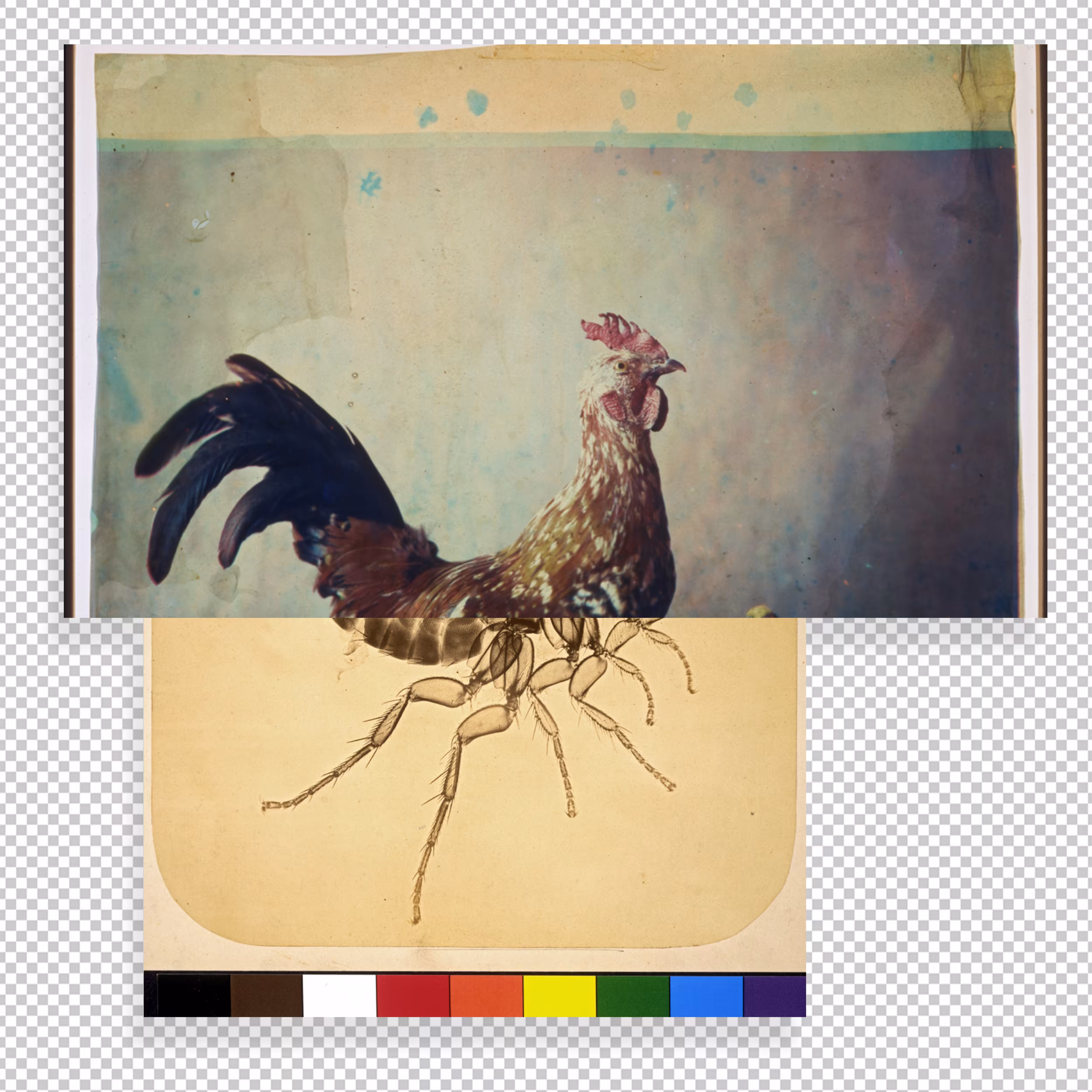 Comme un coq en pâte