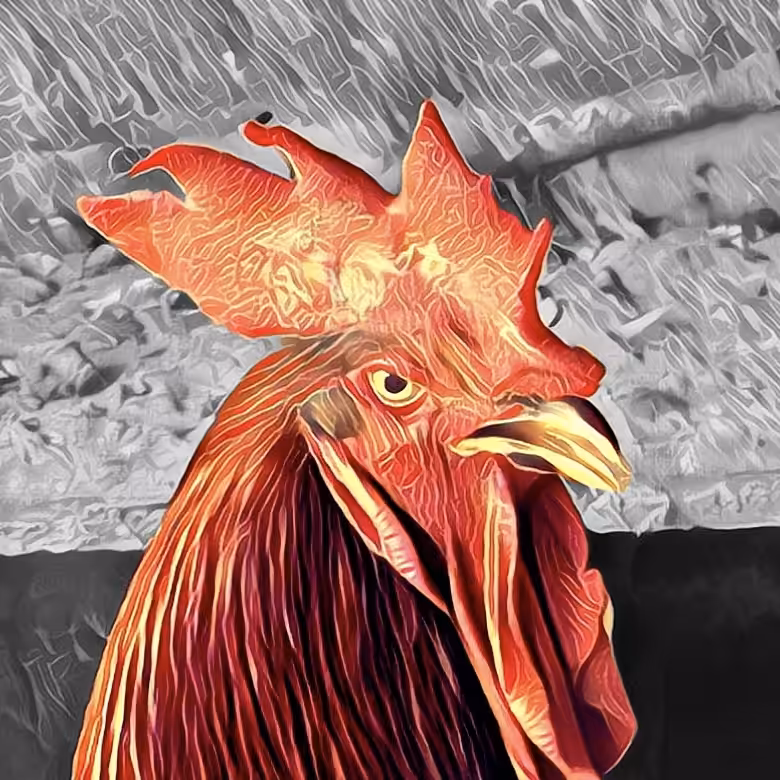 Cock