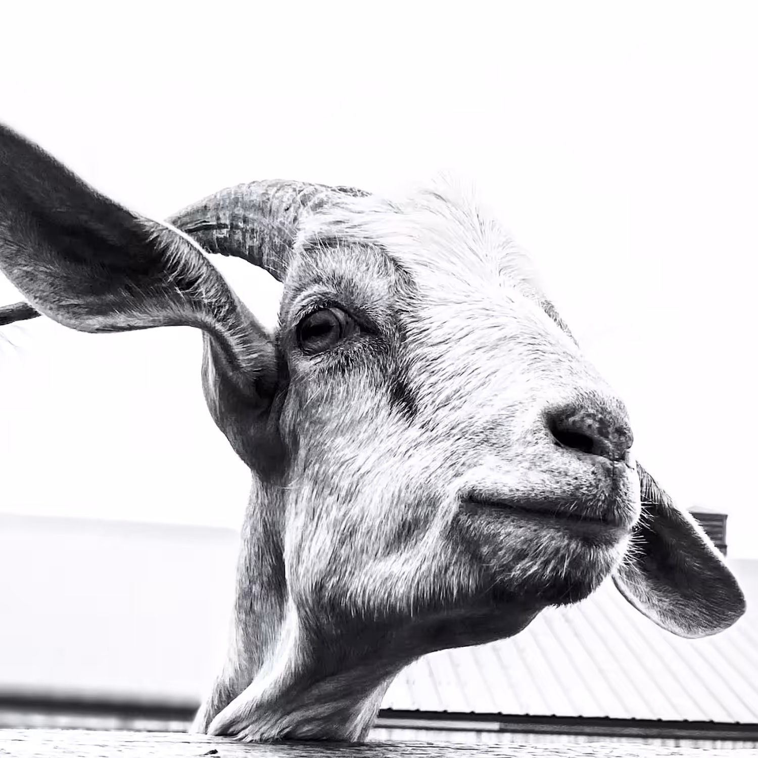 Old Goat
