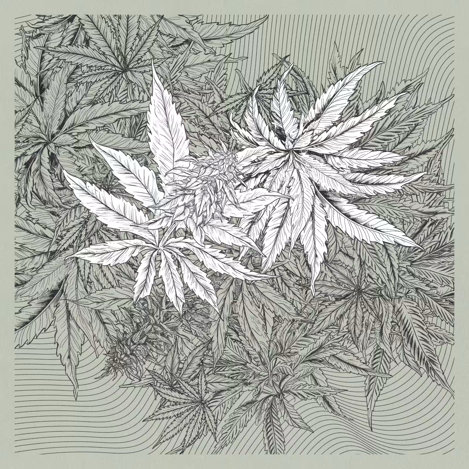zancannabis #374