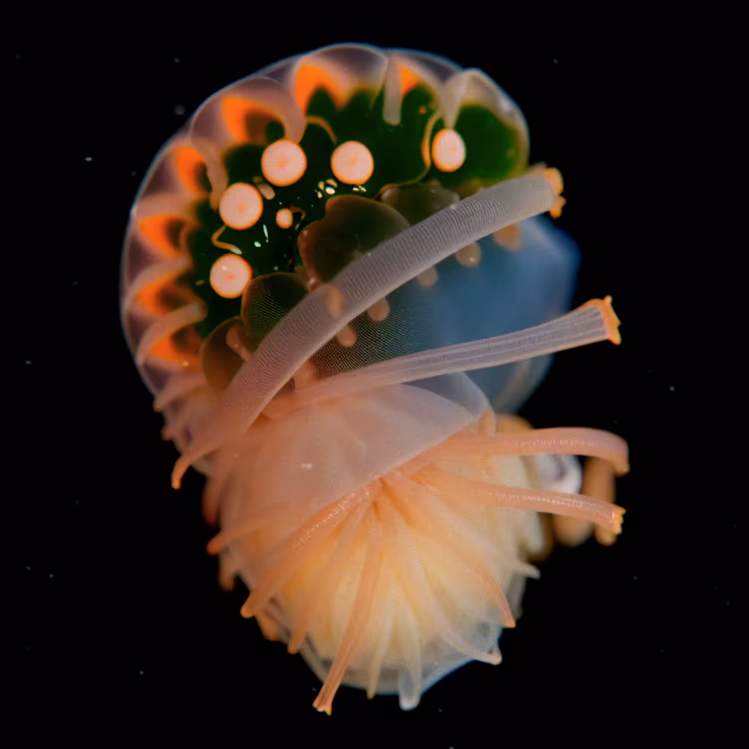 Crustacea Rubens