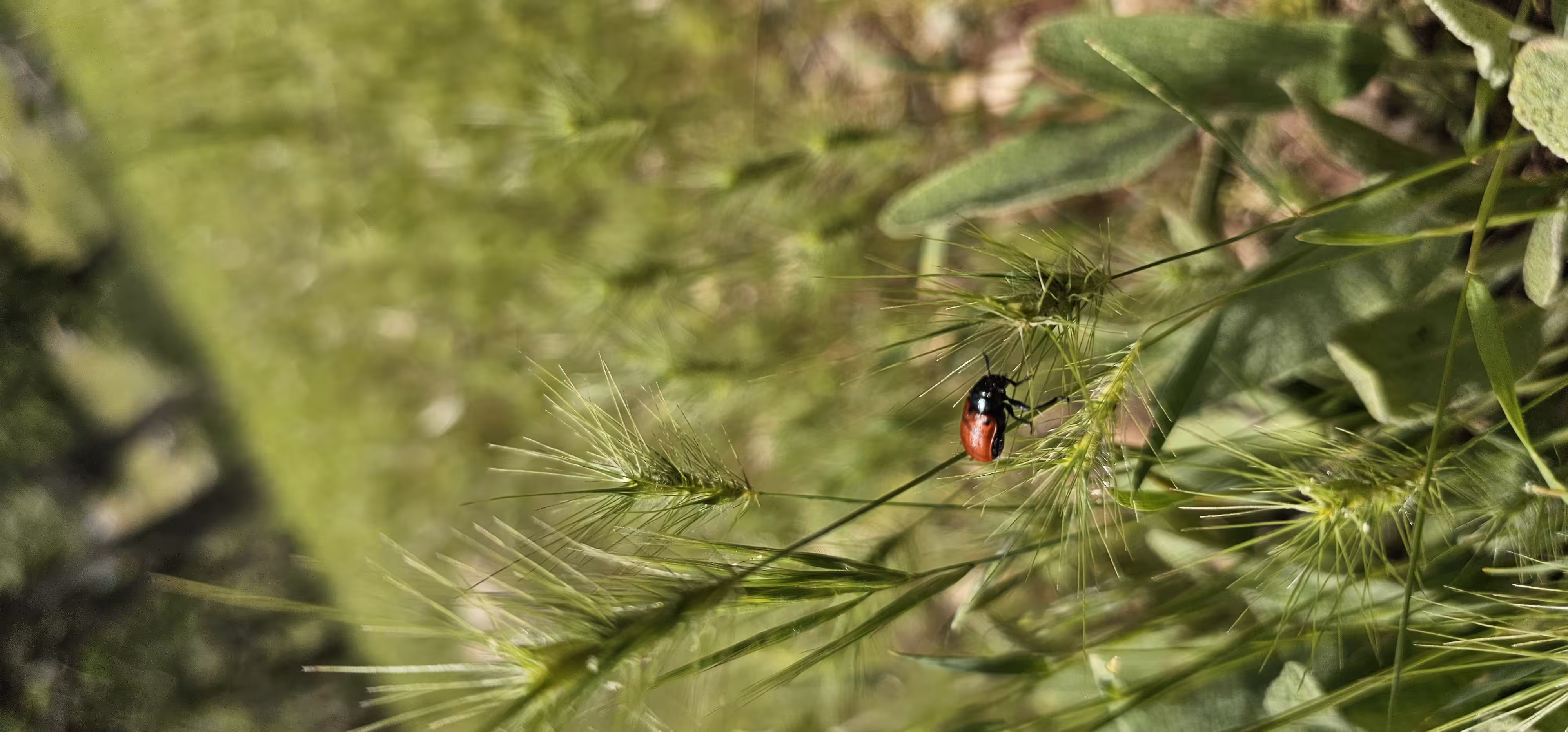 Nature's Tiny Wanderer