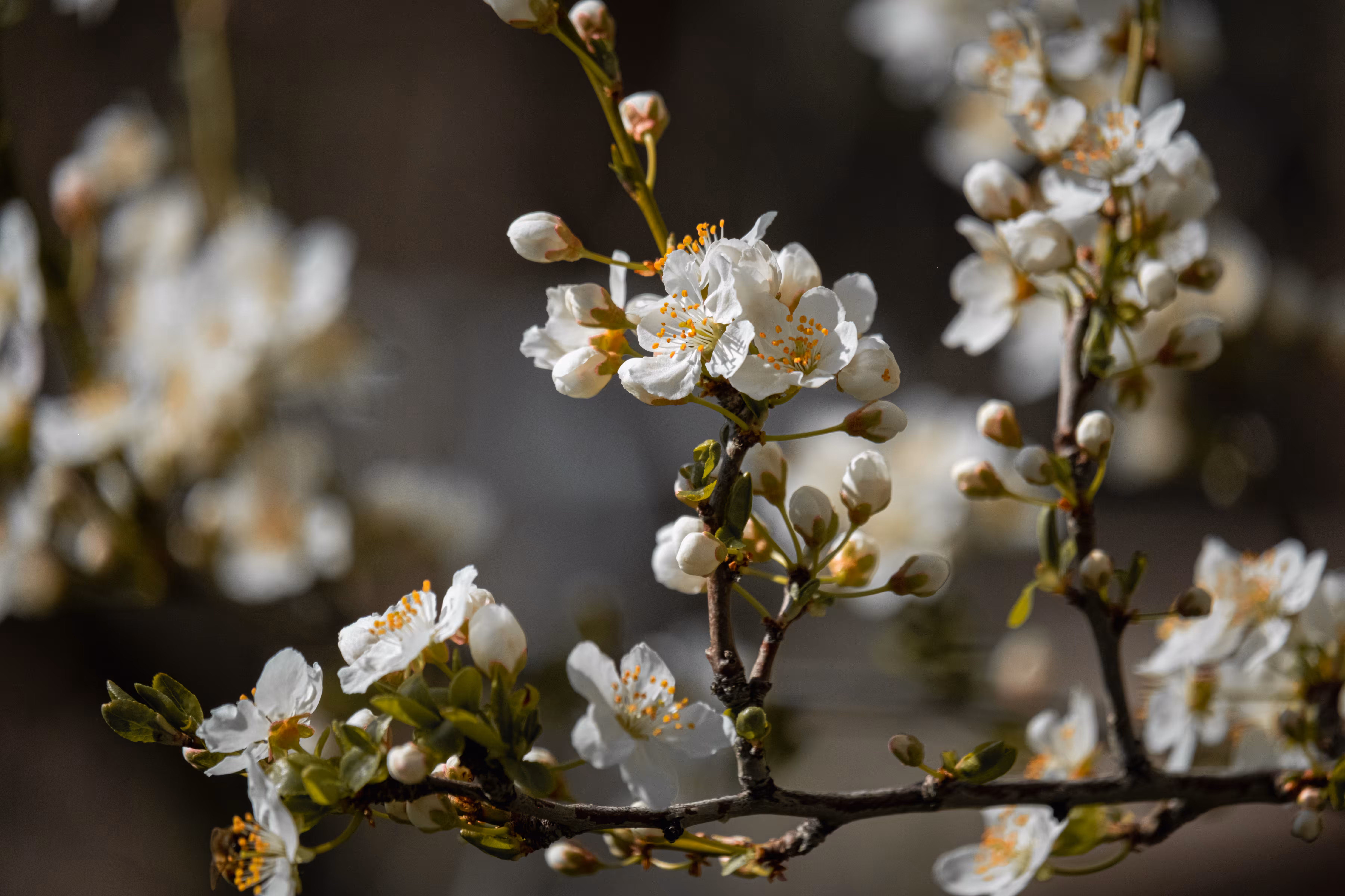 Whispers of White Blossom