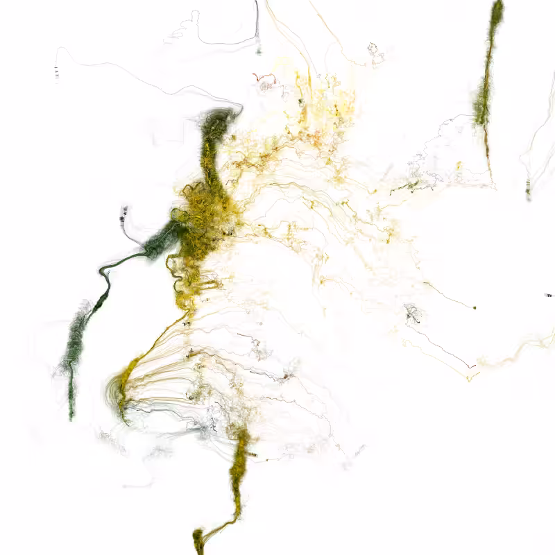 Hypericum #245