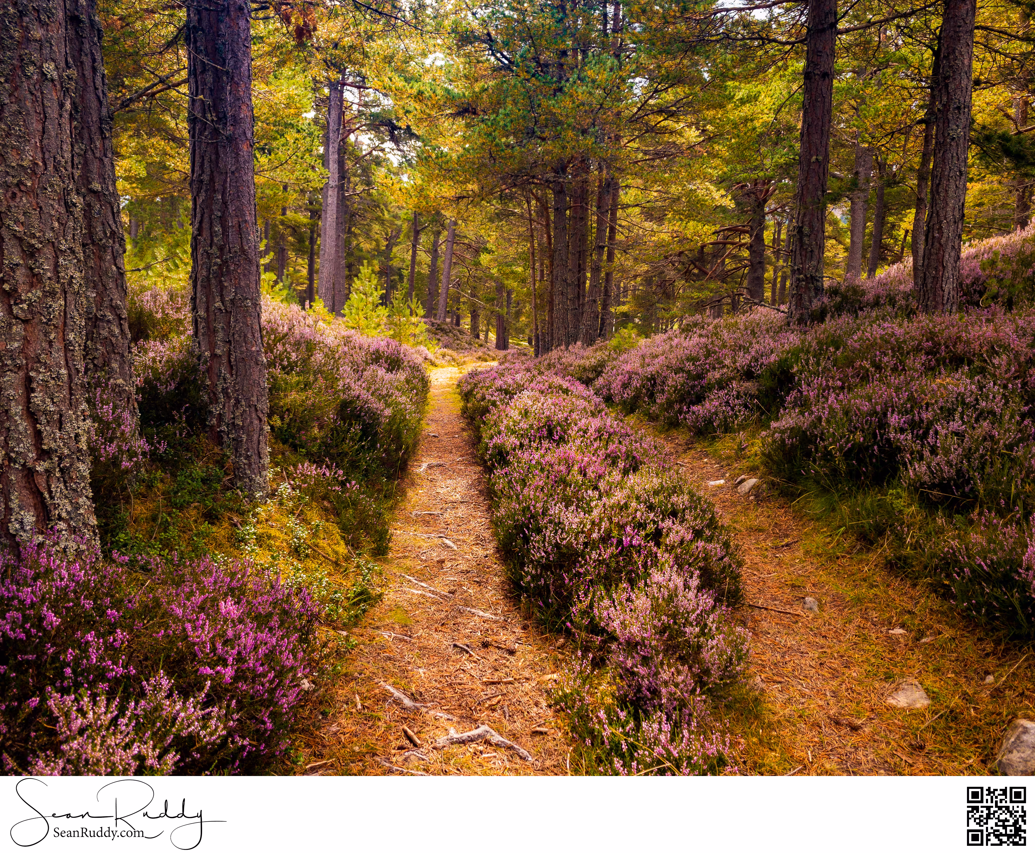 Glen Feshie Blooming Heather
