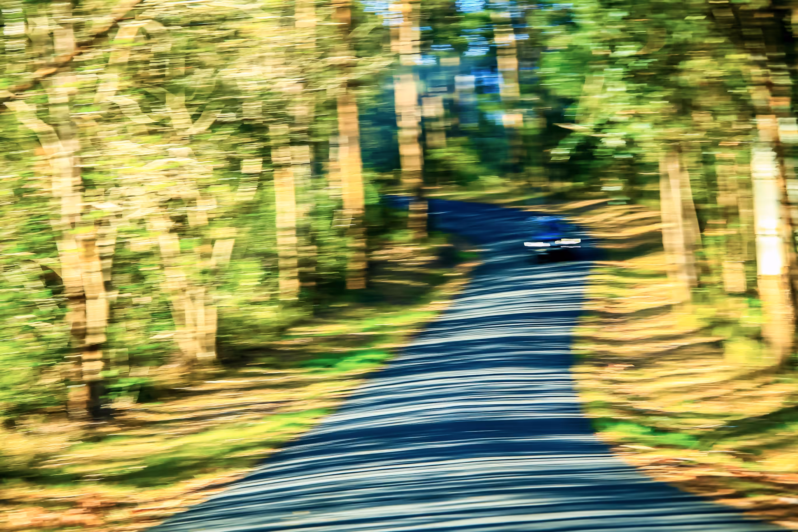 Drive through the forest