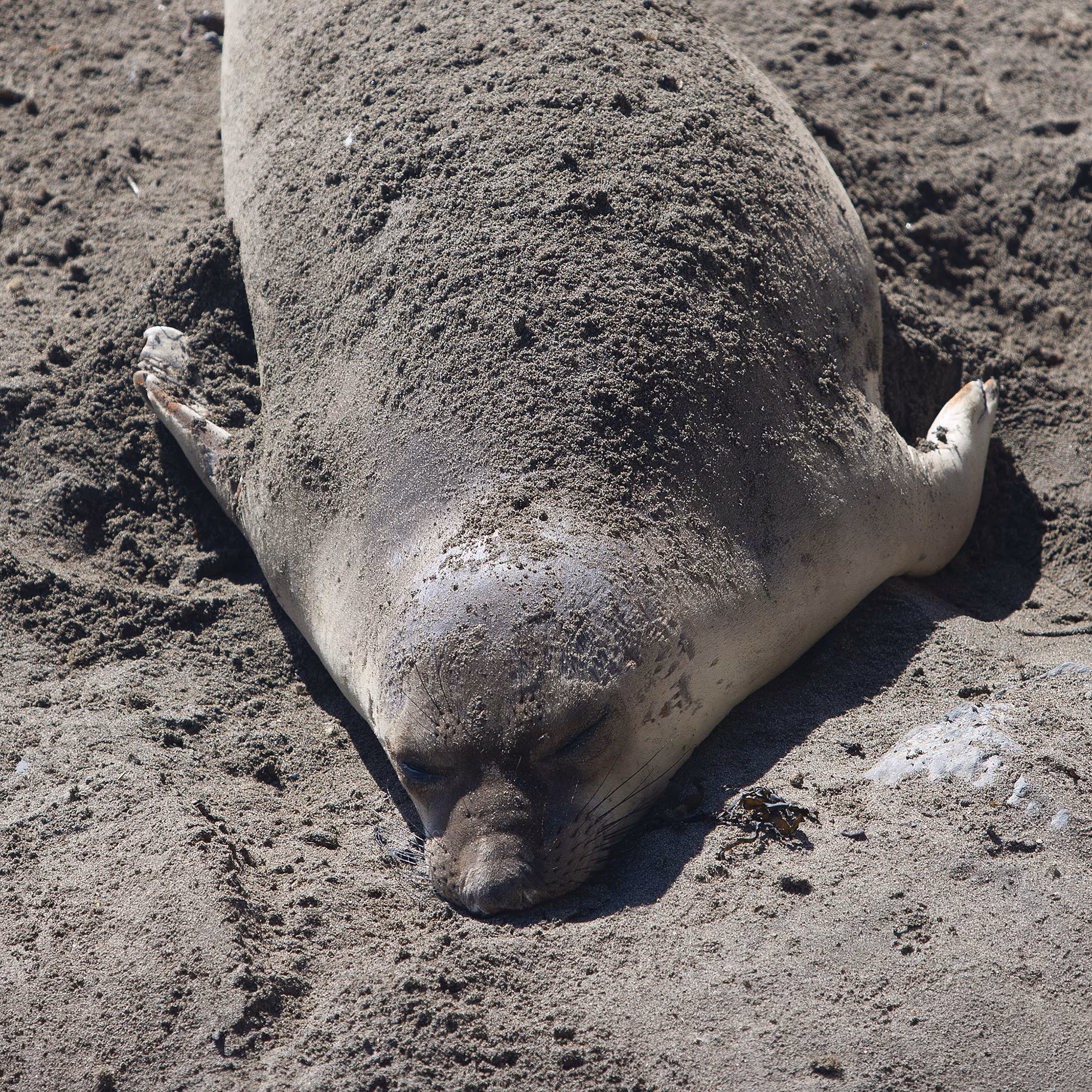 Face Plant