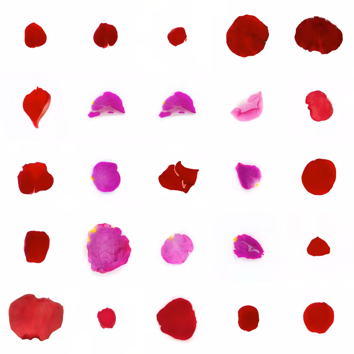 Infinite Petals 5x5#20196