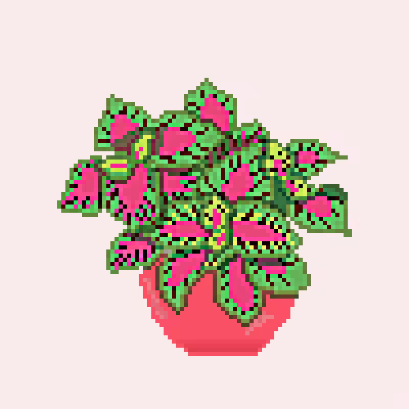 Solenostemon_1