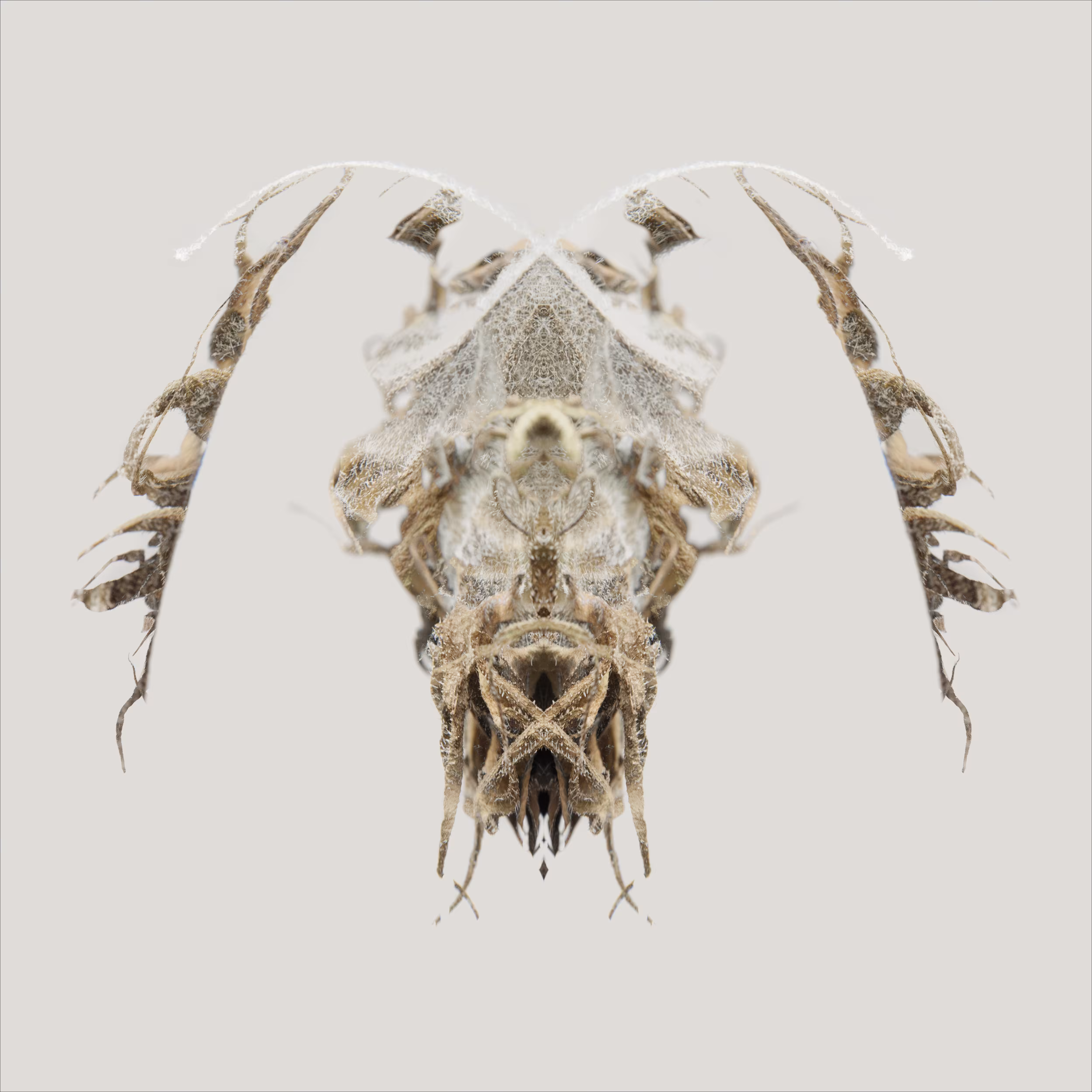Specimens : Expedition 26 : ENT 2529