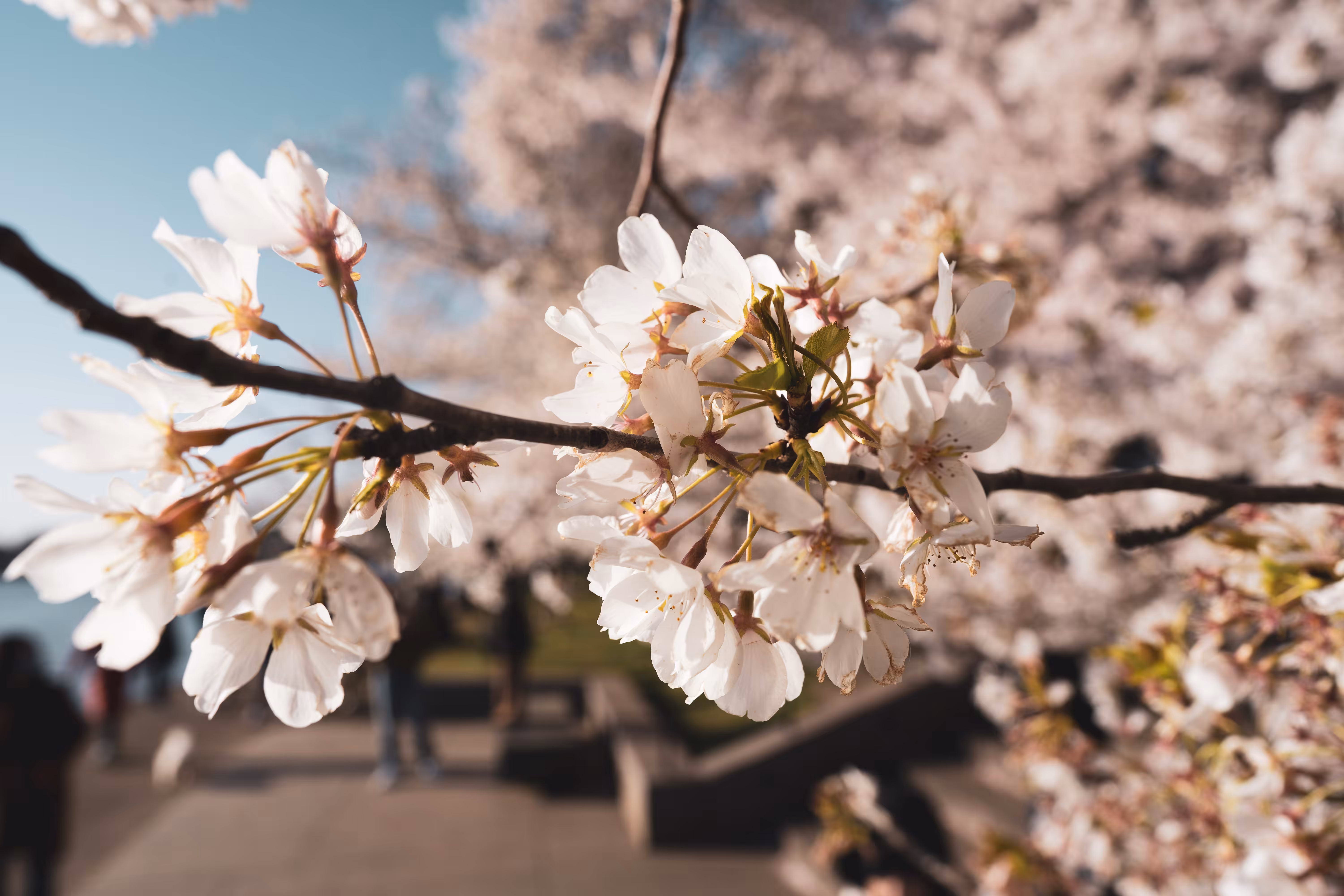 Cherry Blossoms
