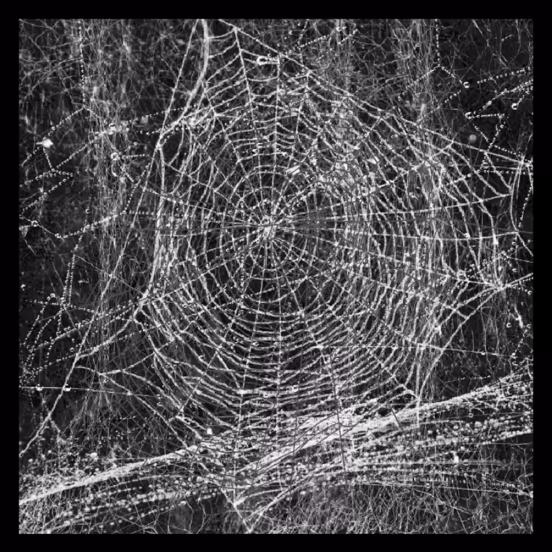 SIlk WEBS #5
