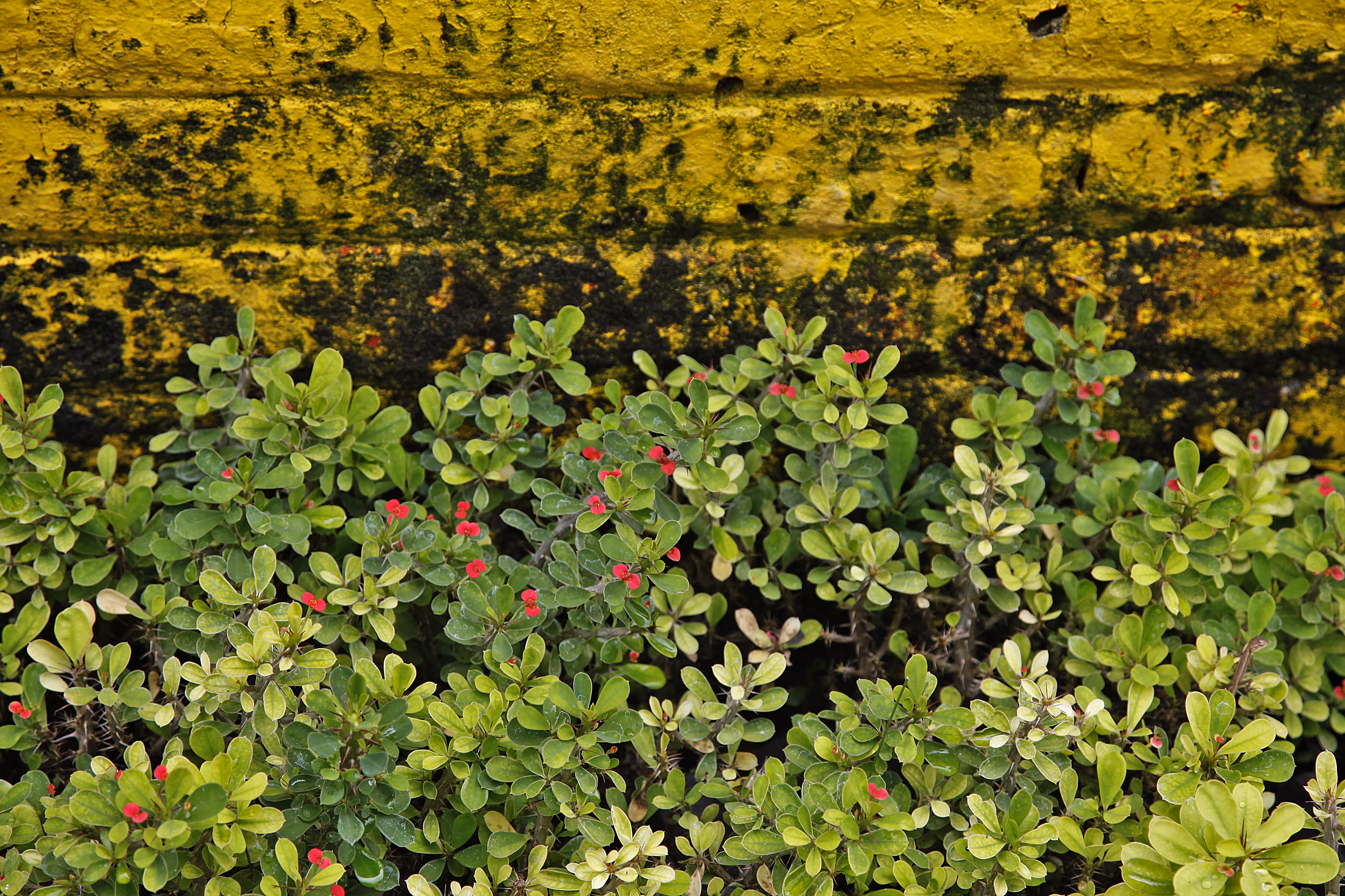 A love story between green and yellow