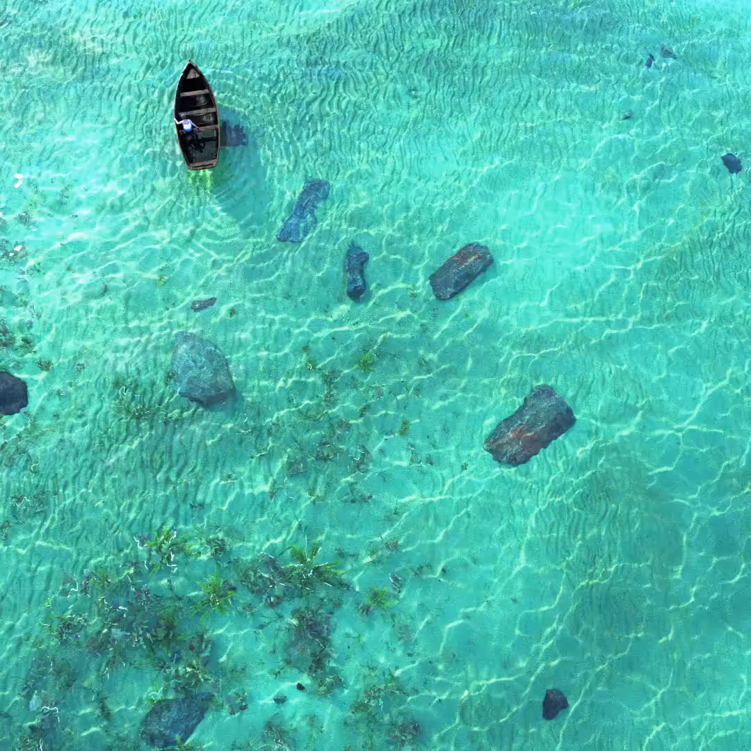 Hammerhead Sharks