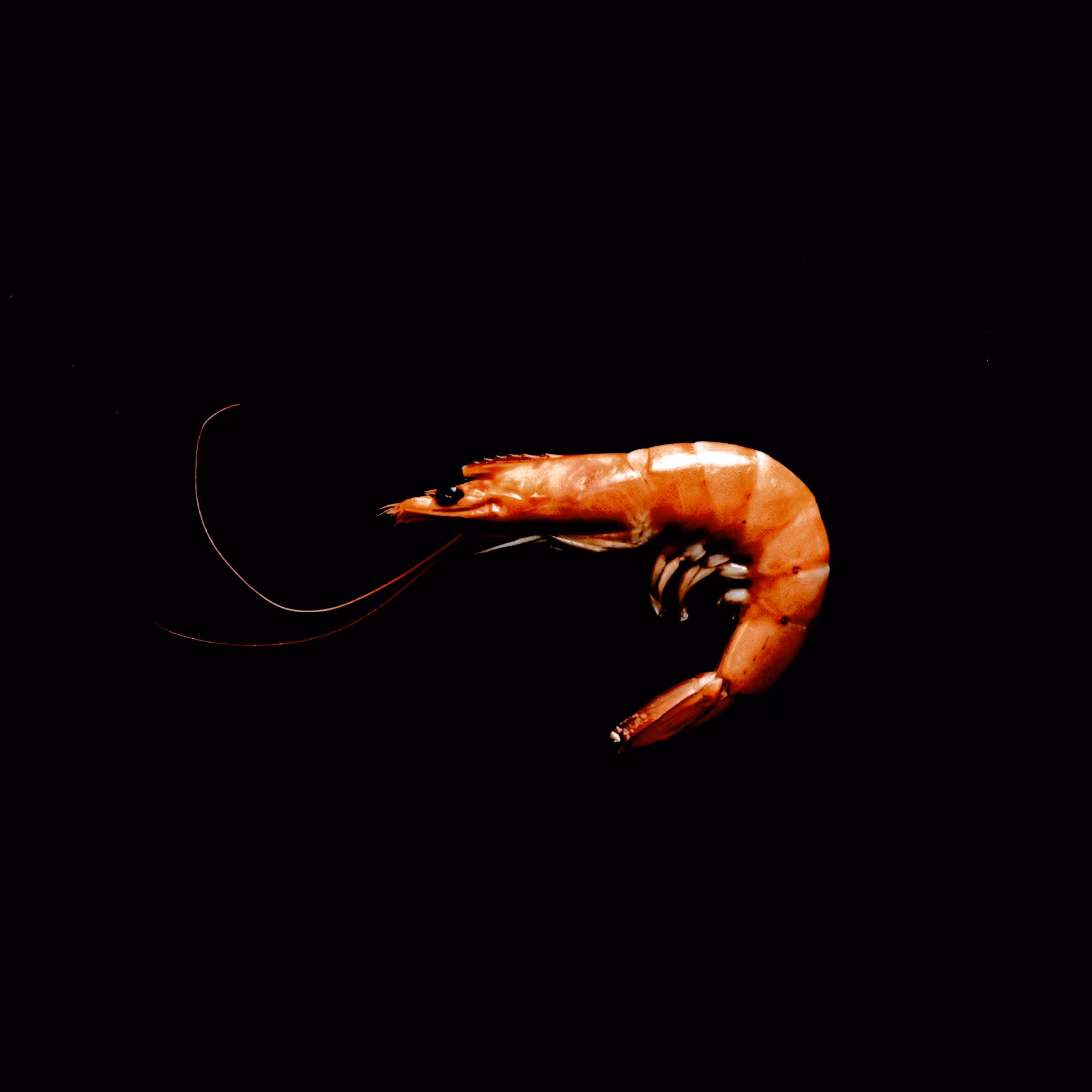 Solitude in Crimson