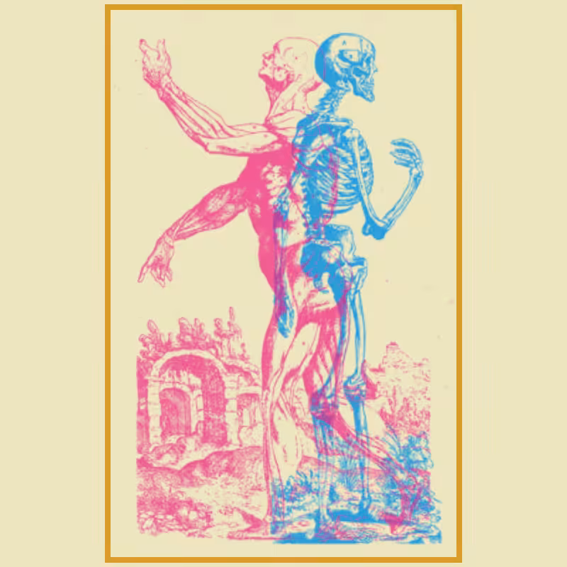 Anatomyk #19