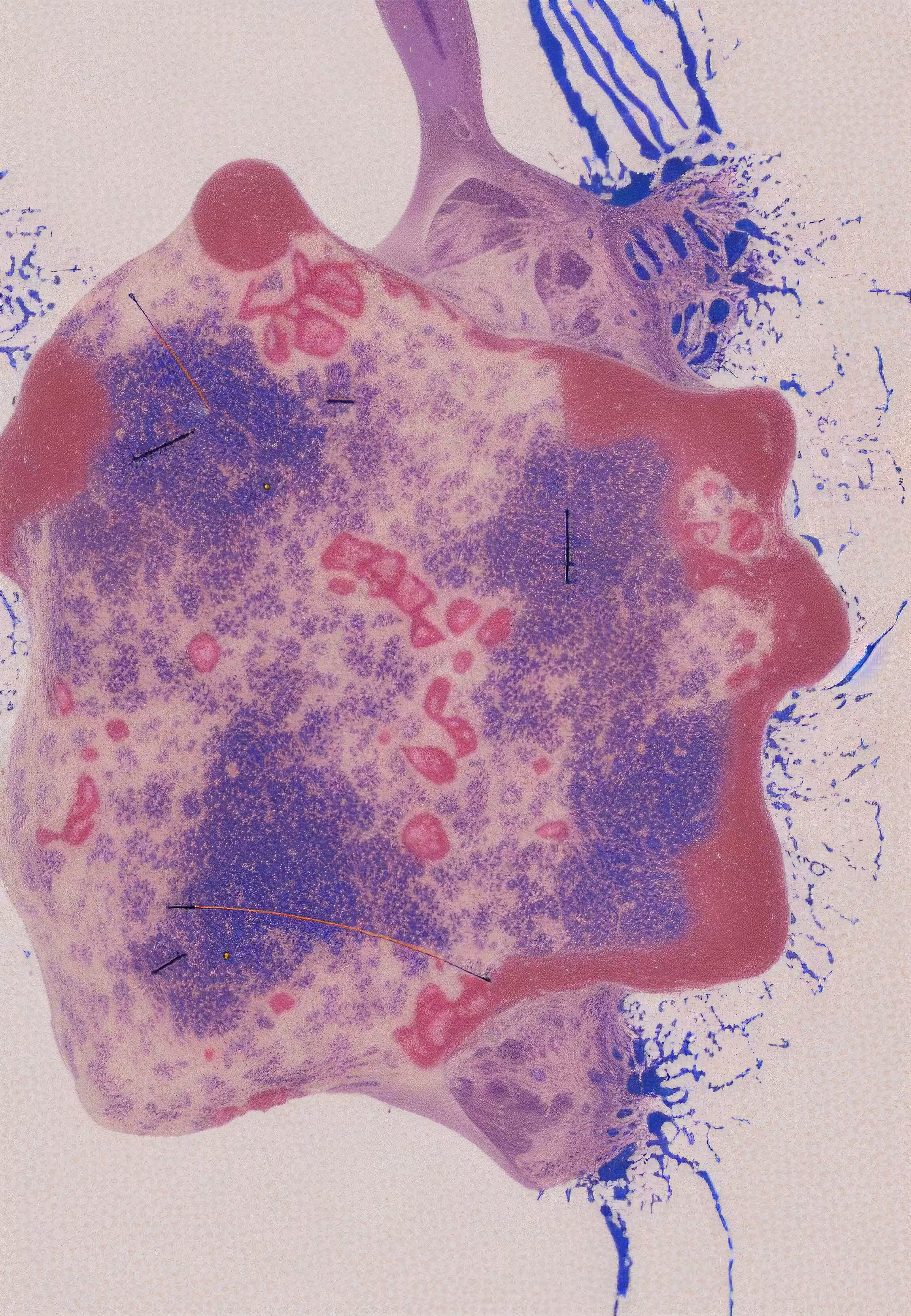 Histologia In Silico #156